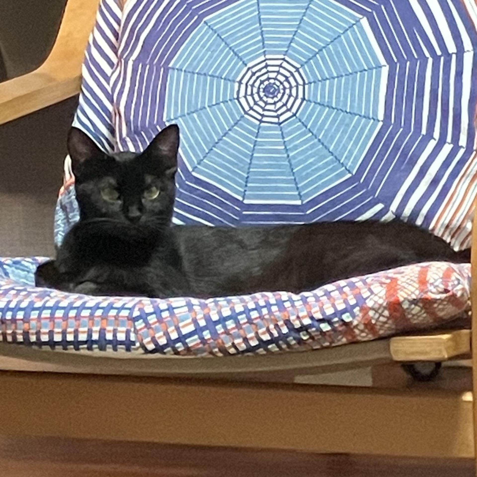 pet-image-9