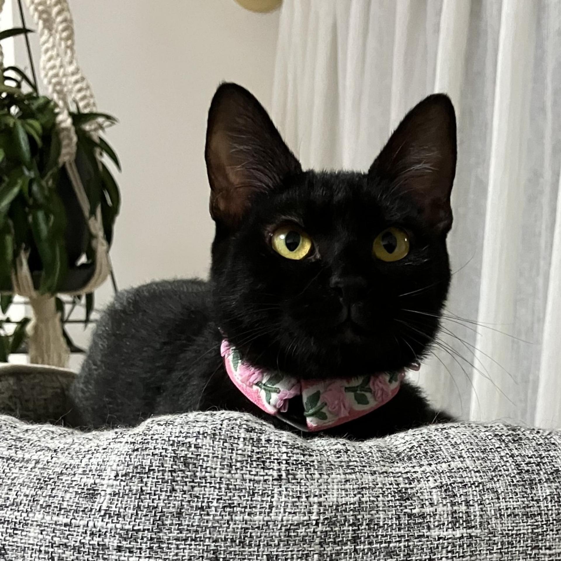 pet-image-2