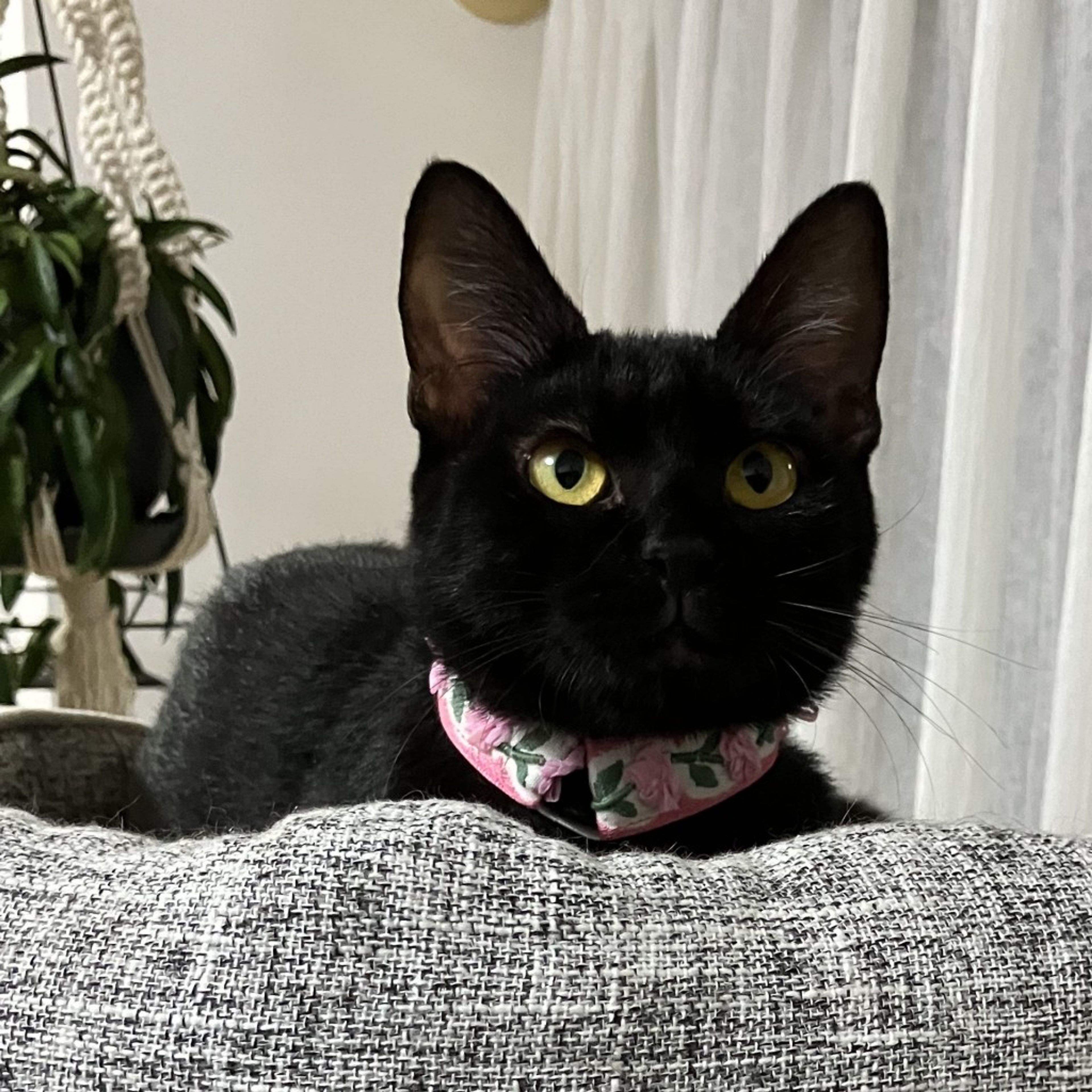 pet-image-2