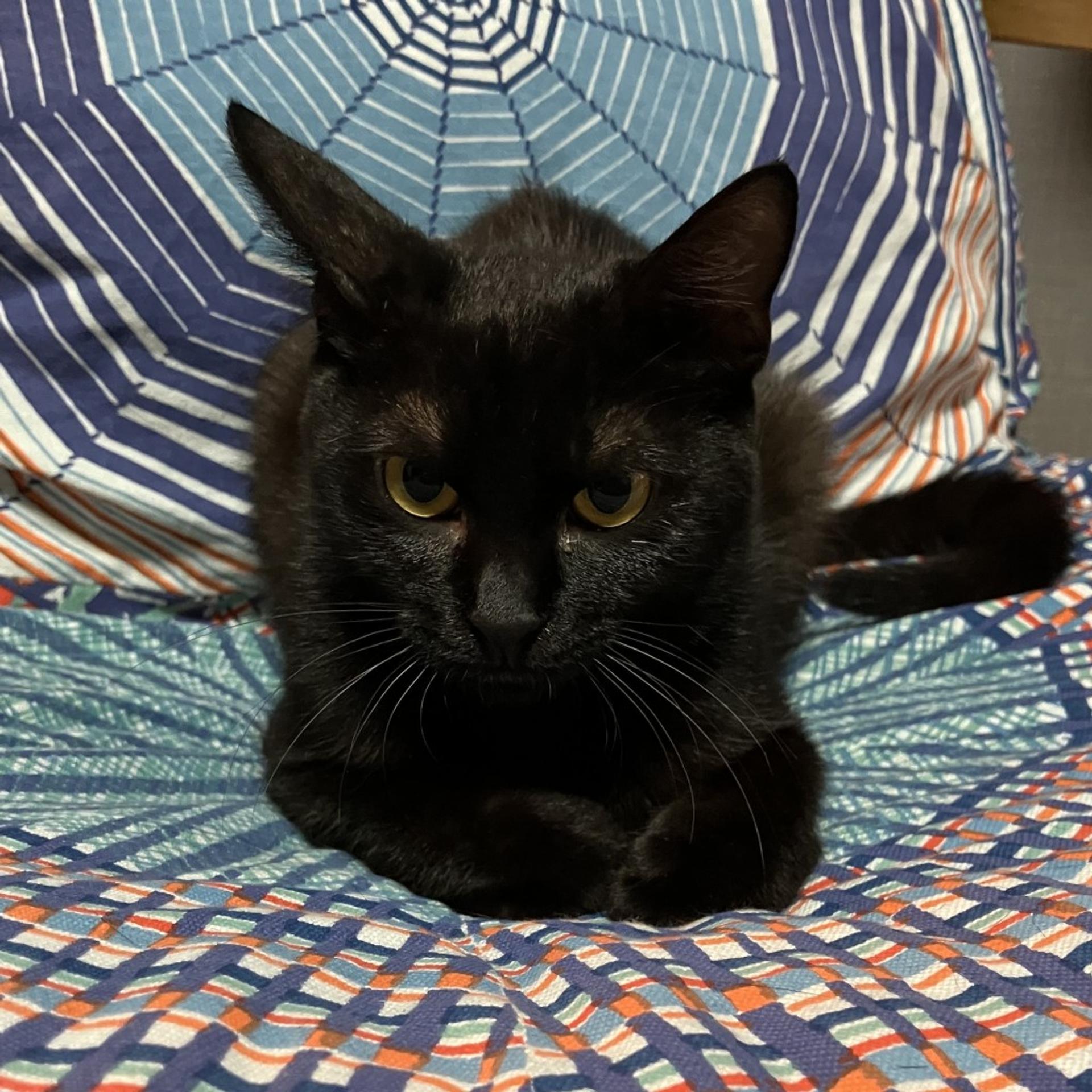 pet-image-8