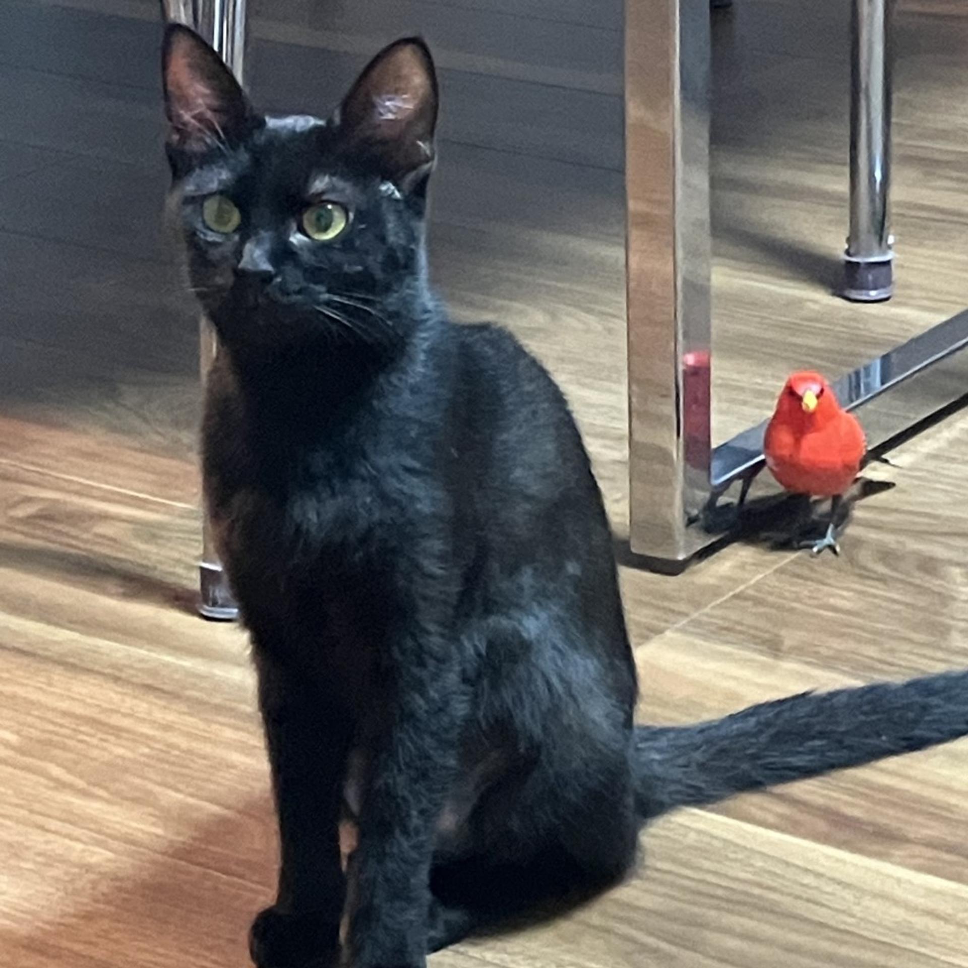 pet-image-10