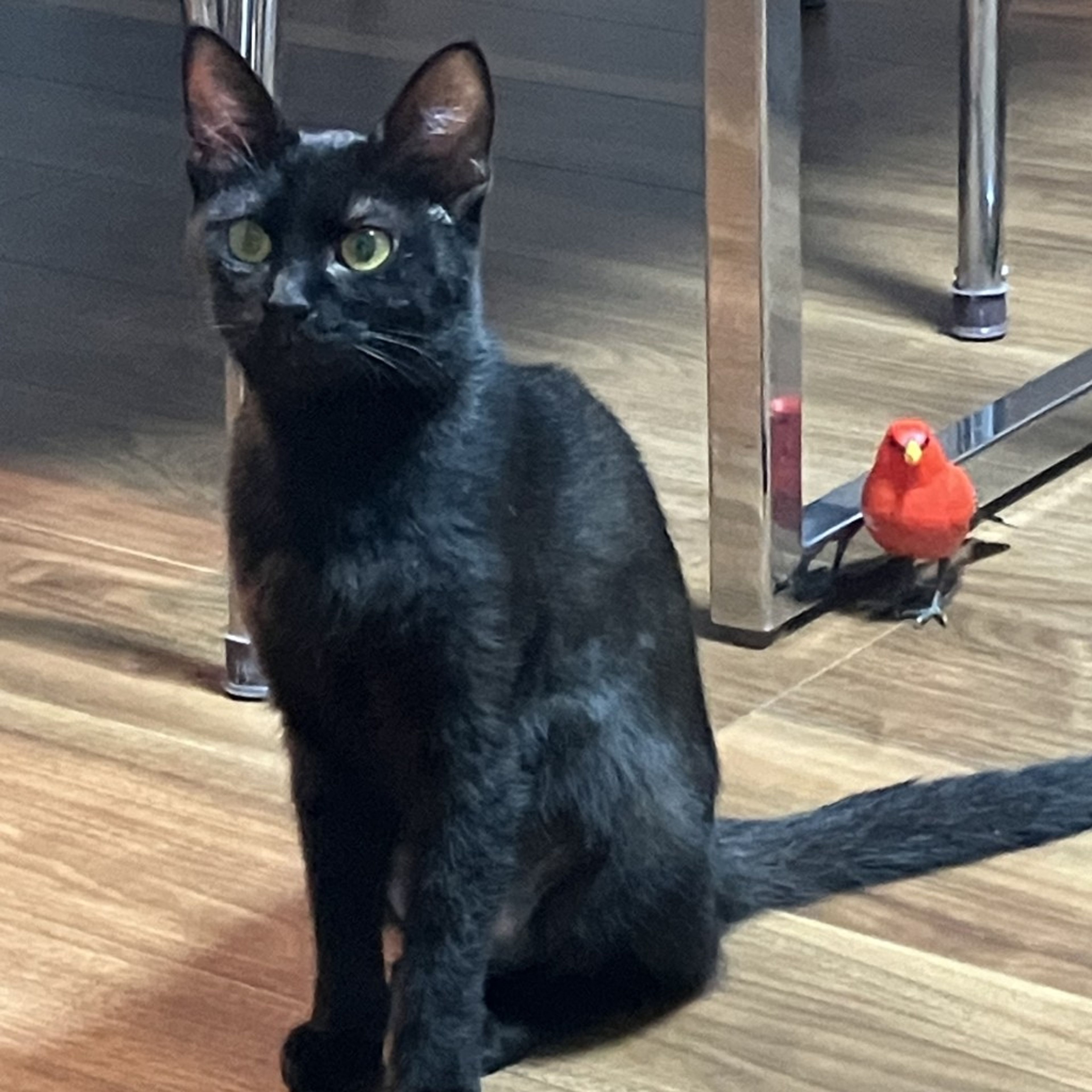 pet-image-10