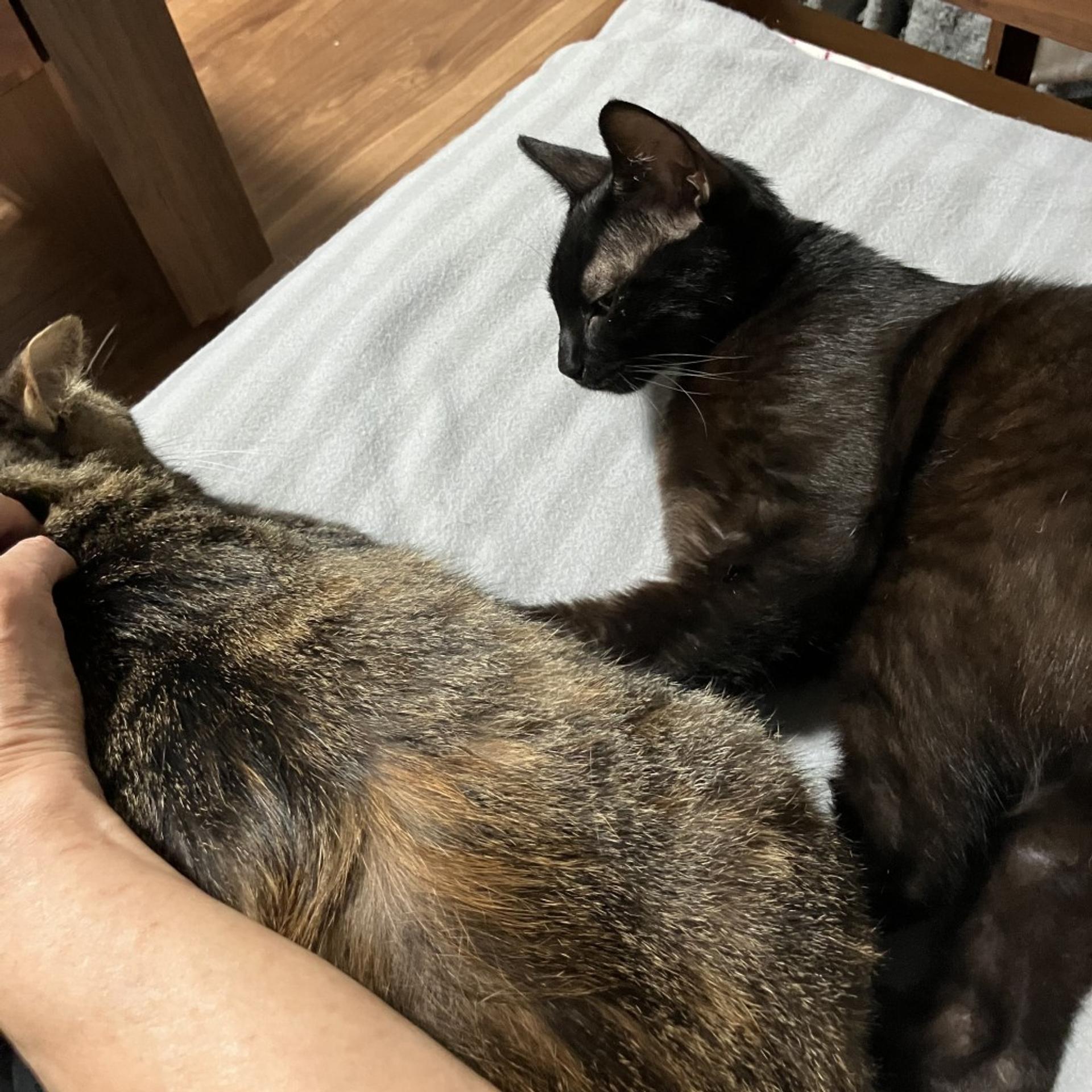 pet-image-6