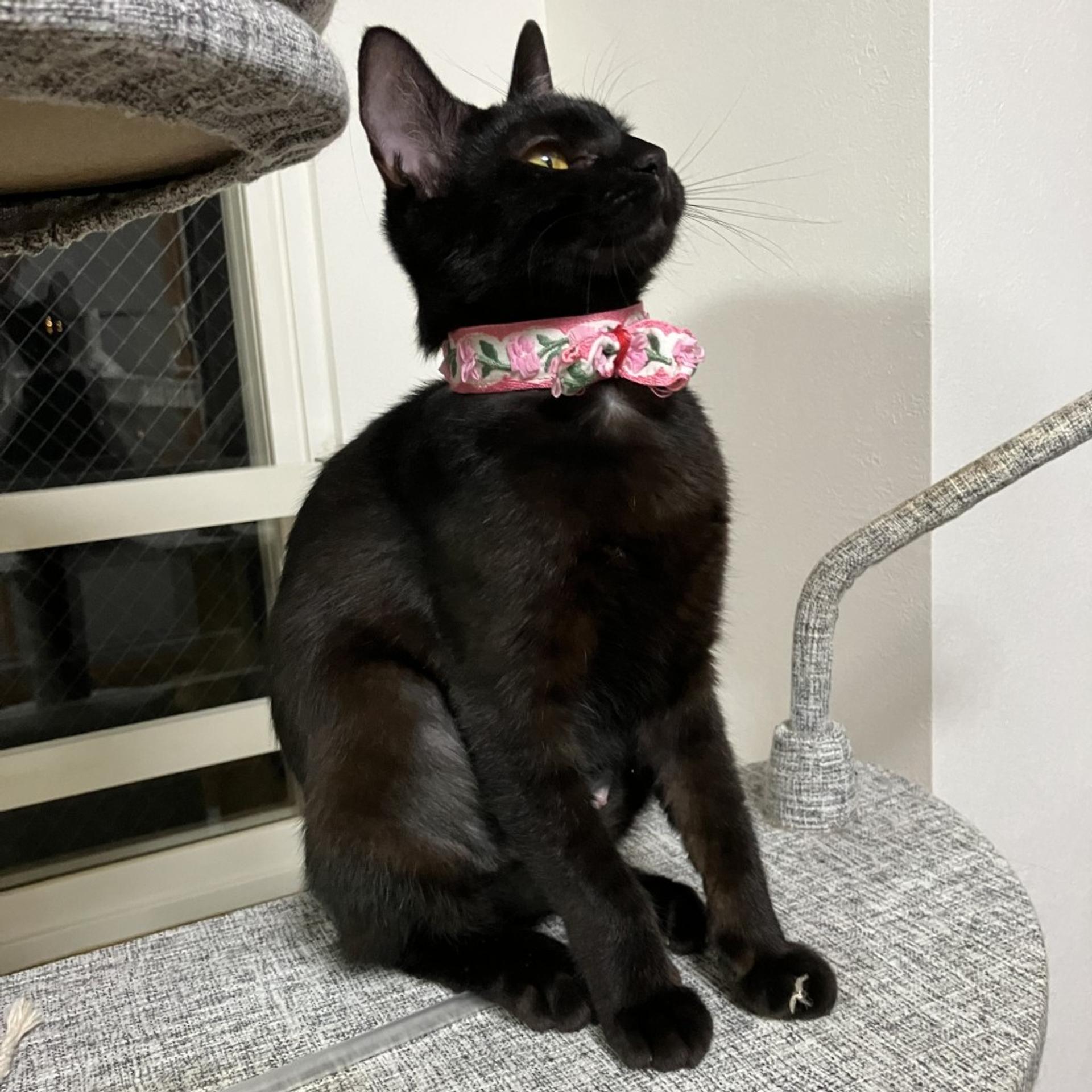 pet-image-5