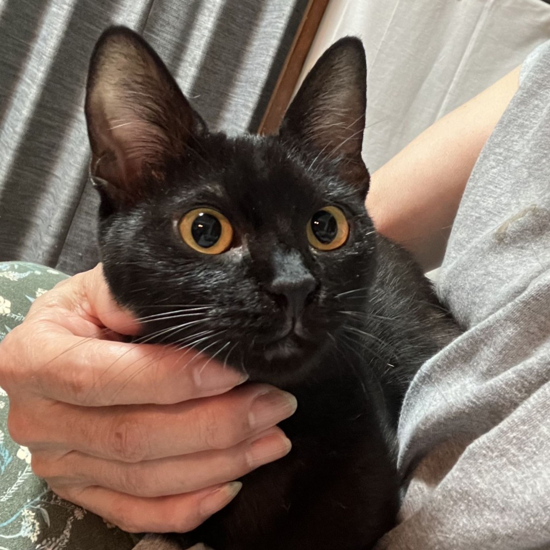 雑種（ミックス猫）・メスの里親募集の写真