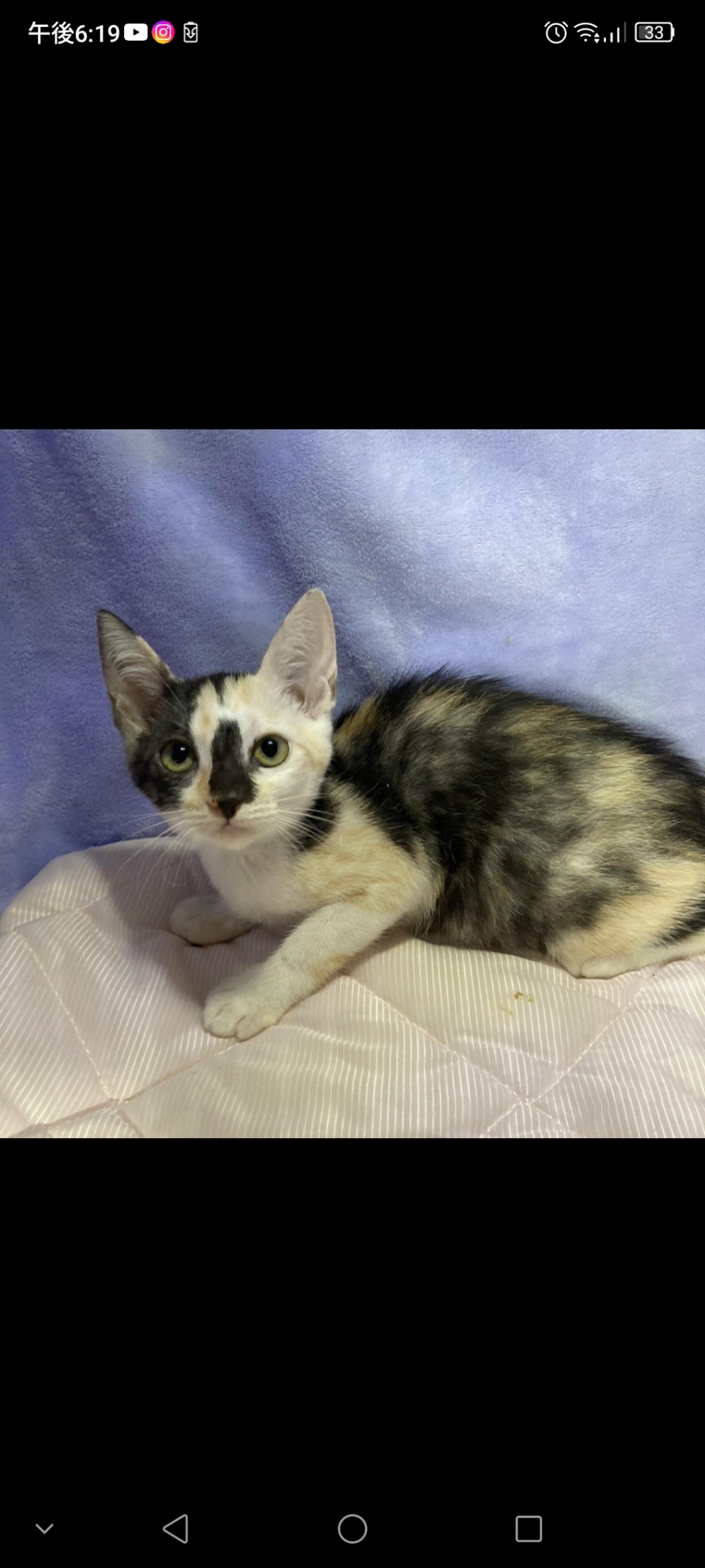 pet-image-3