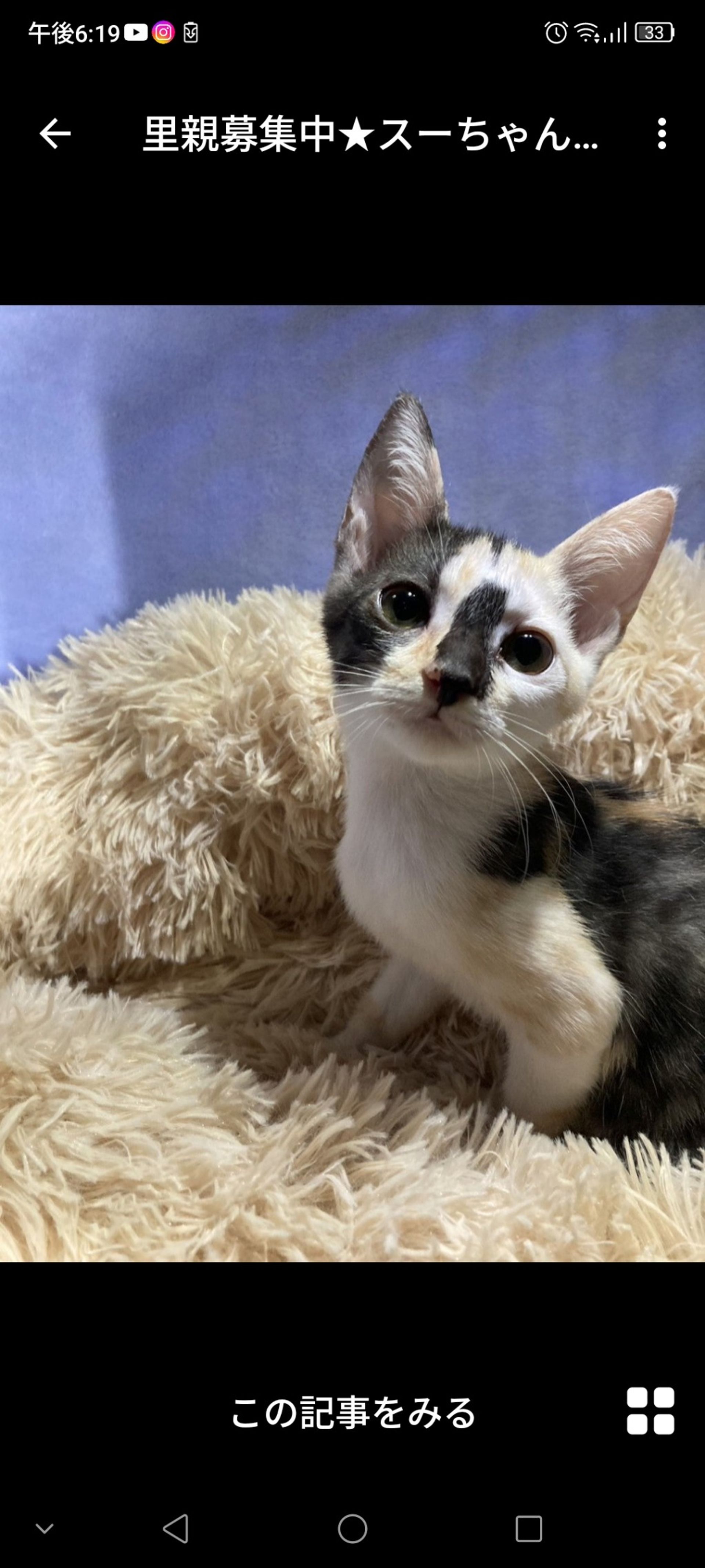 雑種（ミックス猫）・メスの里親募集の写真