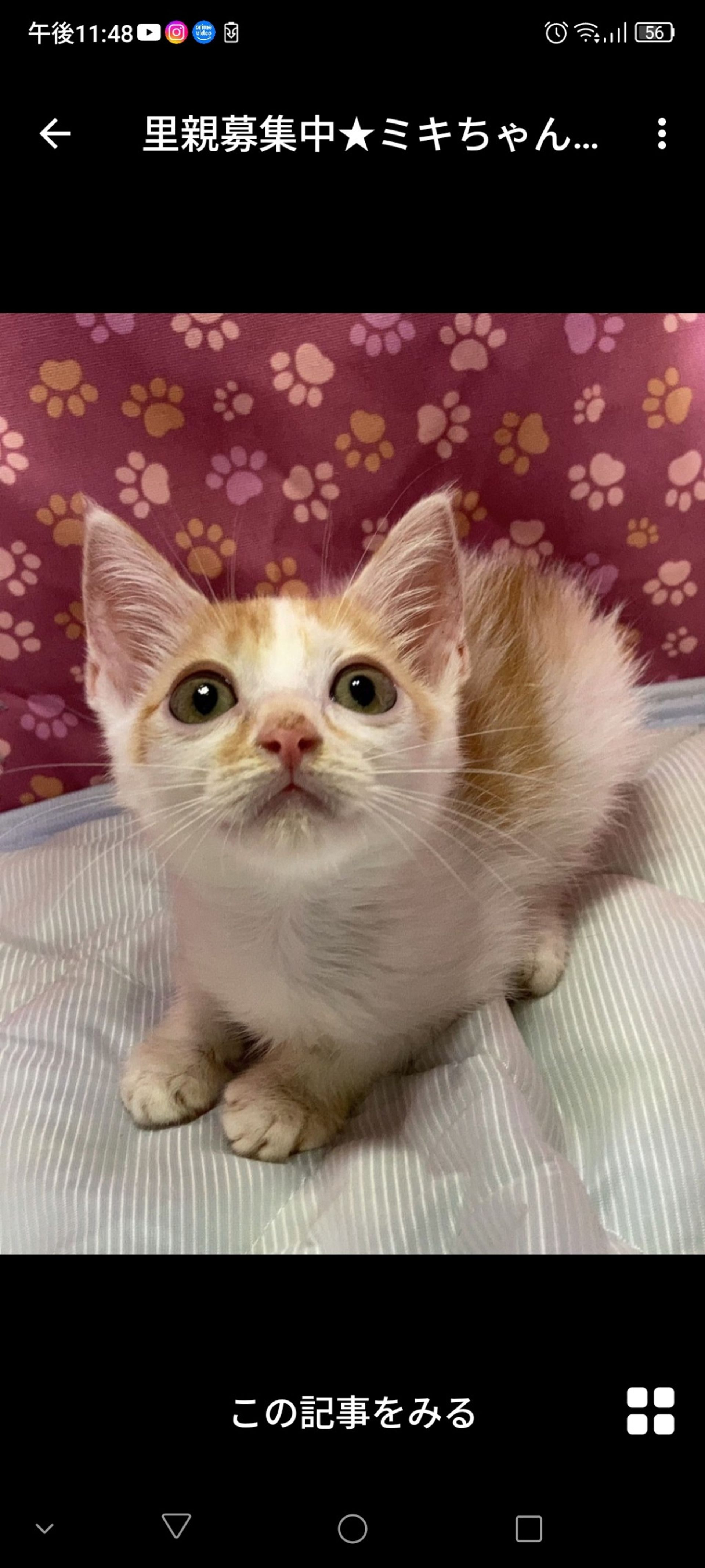 雑種（ミックス猫）・メスの里親募集の写真
