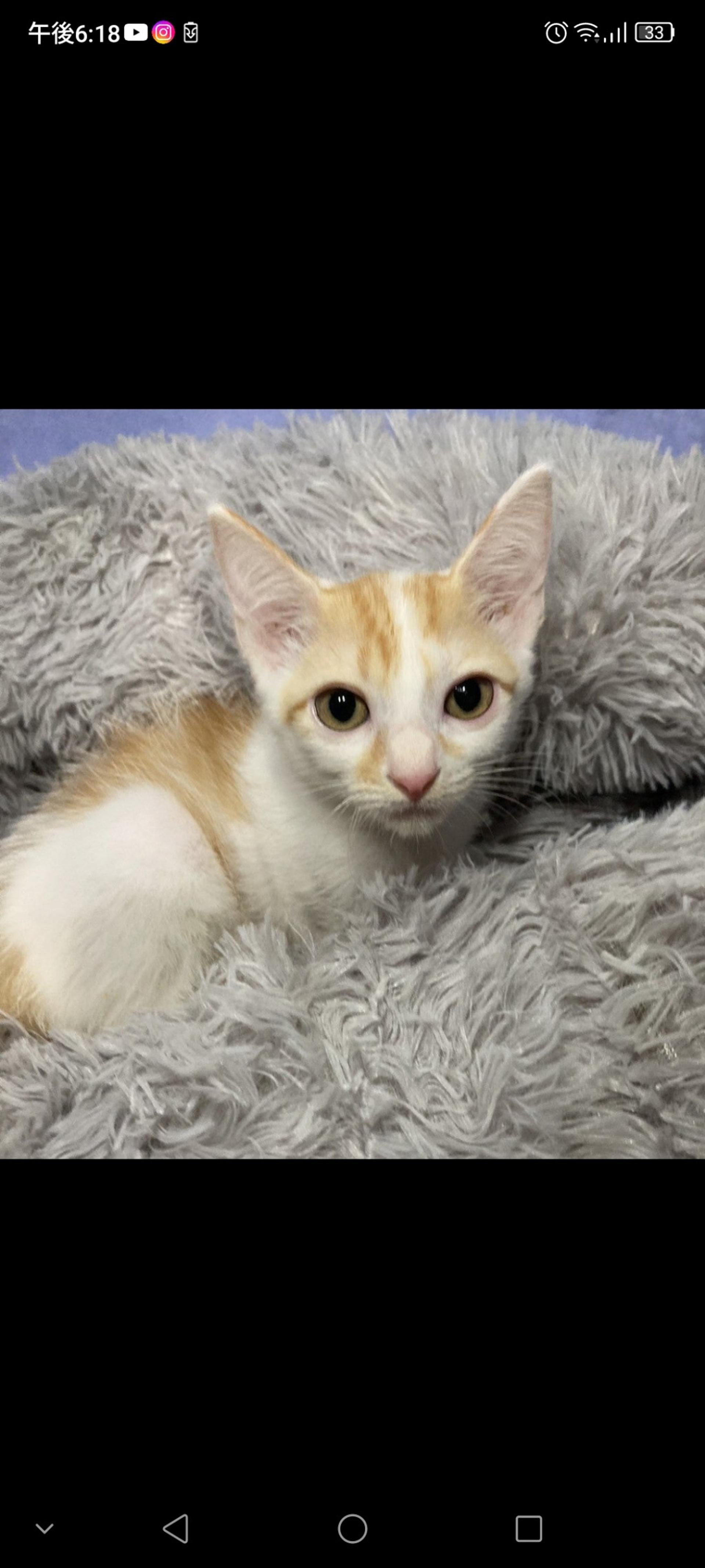 pet-image-3