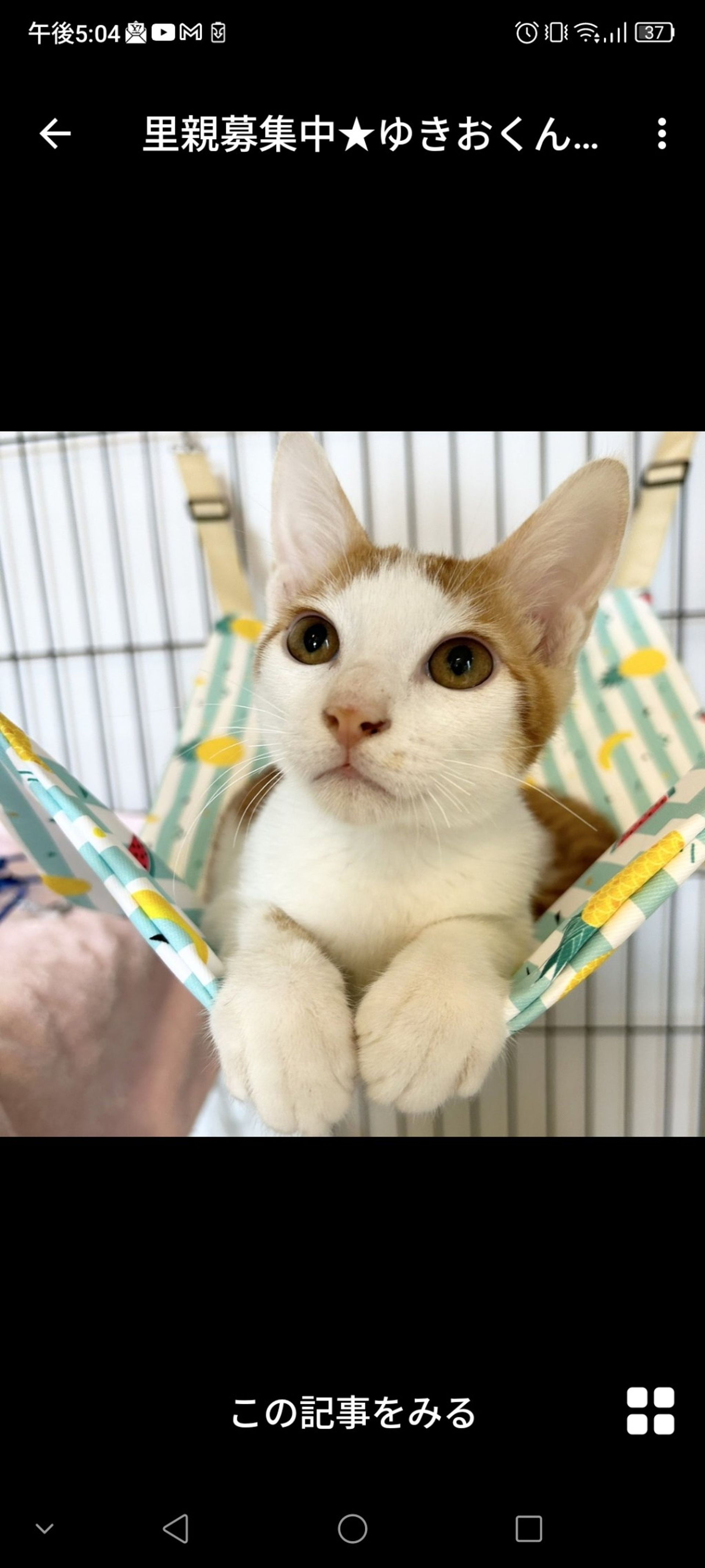 雑種（ミックス猫）・オスの里親募集の写真
