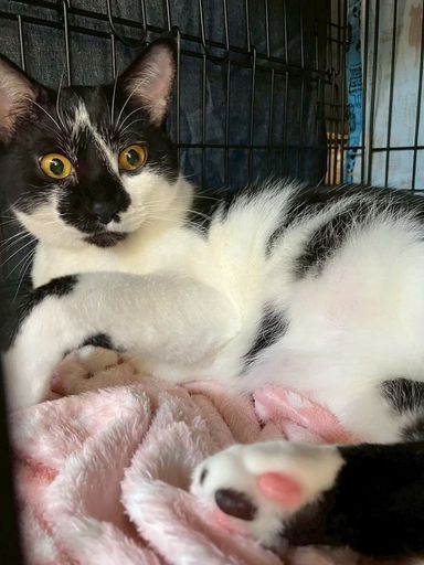 雑種（ミックス猫）・メスの里親募集の写真