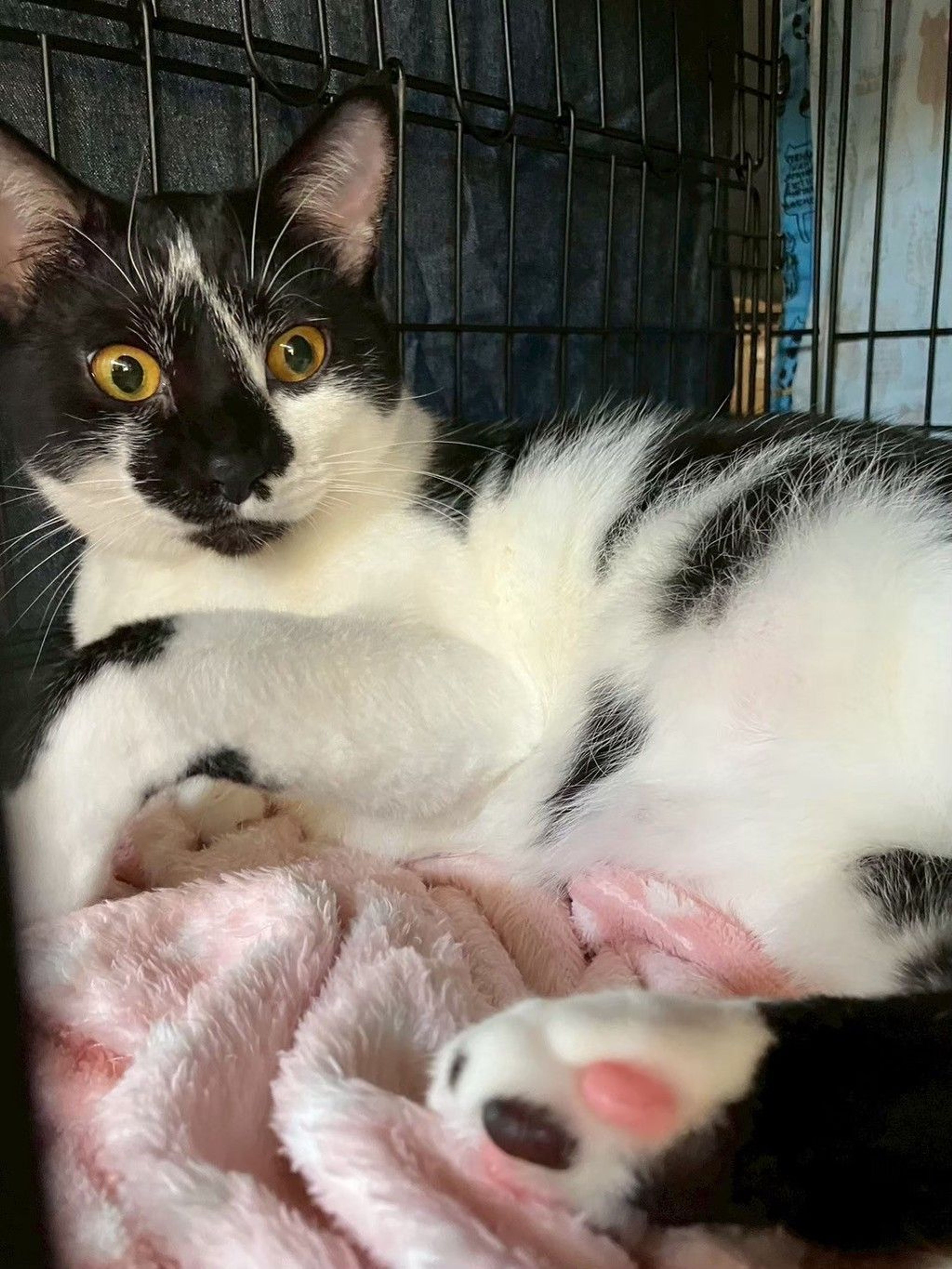 雑種（ミックス猫）・メスの里親募集の写真