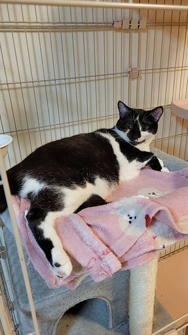 雑種（ミックス猫）・メスの里親募集の写真