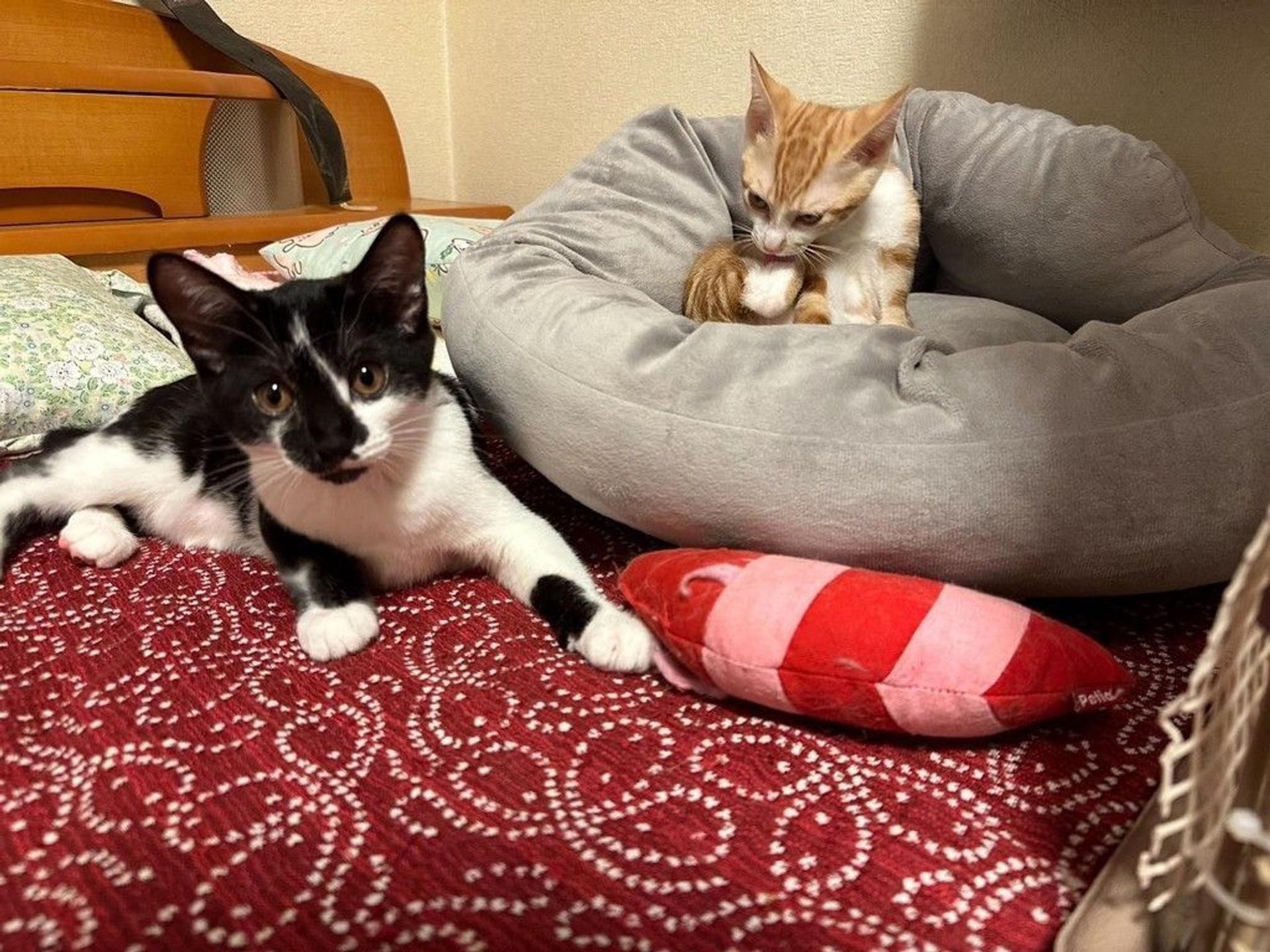 pet-image-5