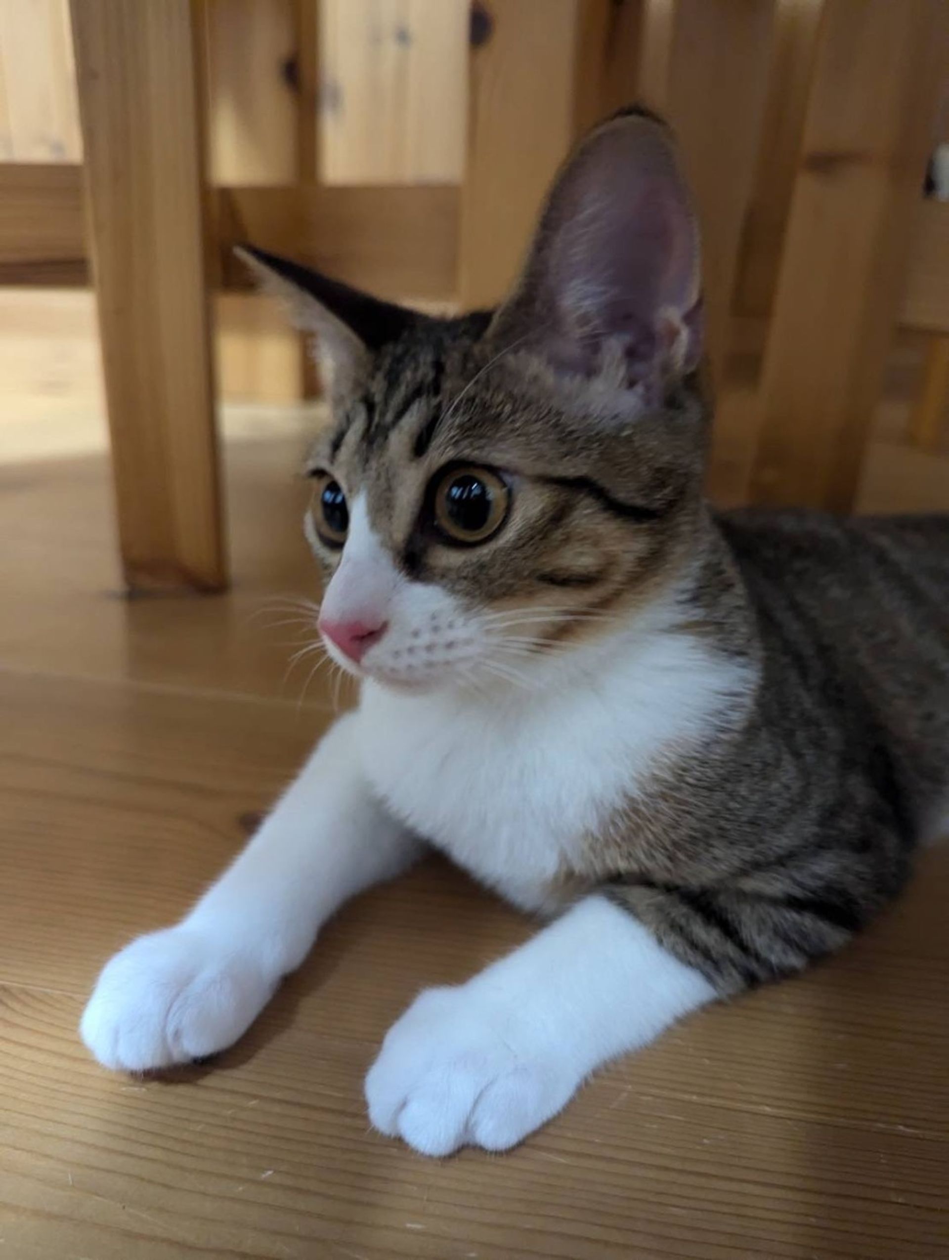 雑種（ミックス猫）・メスの里親募集の写真