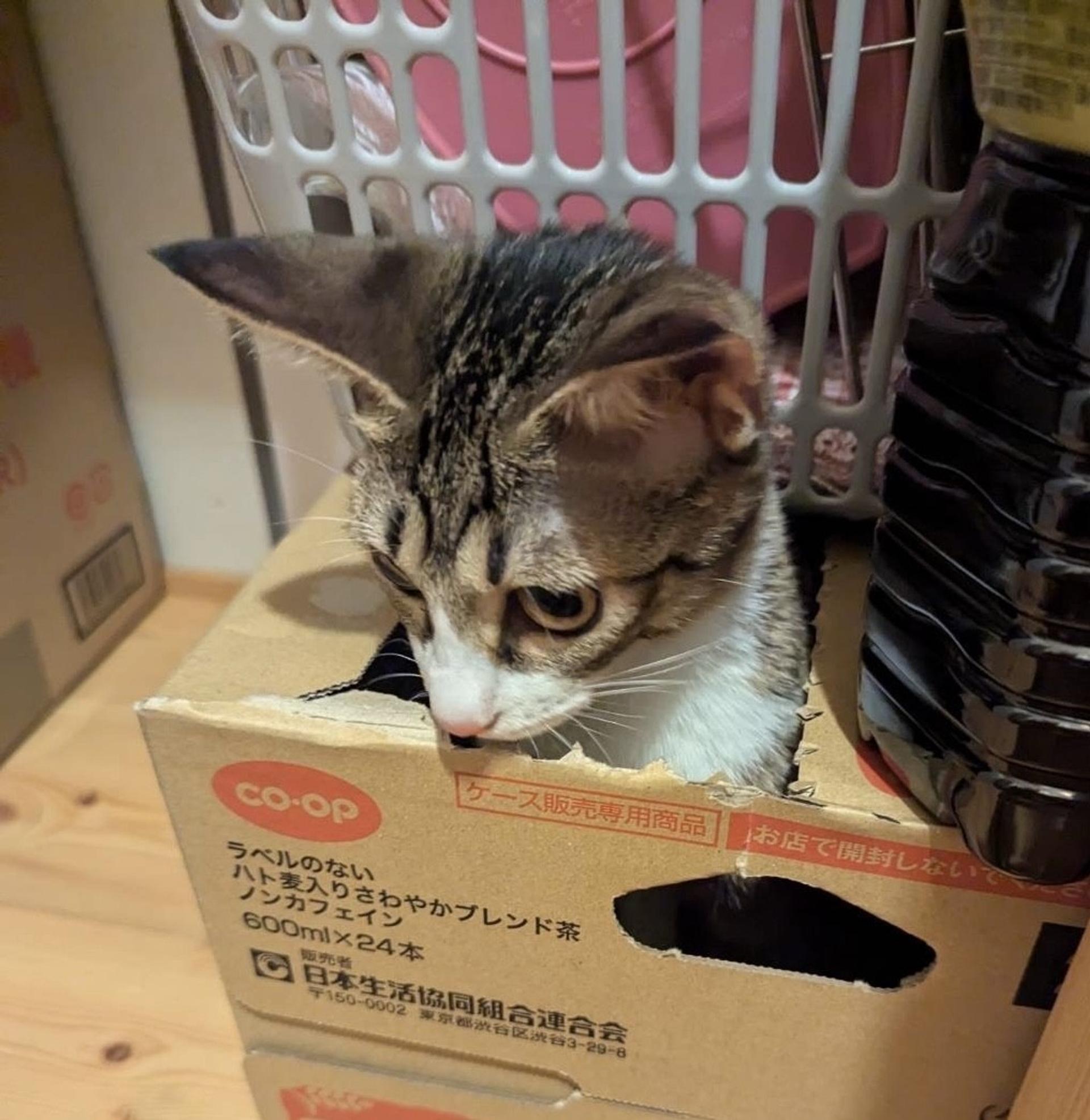 pet-image-2