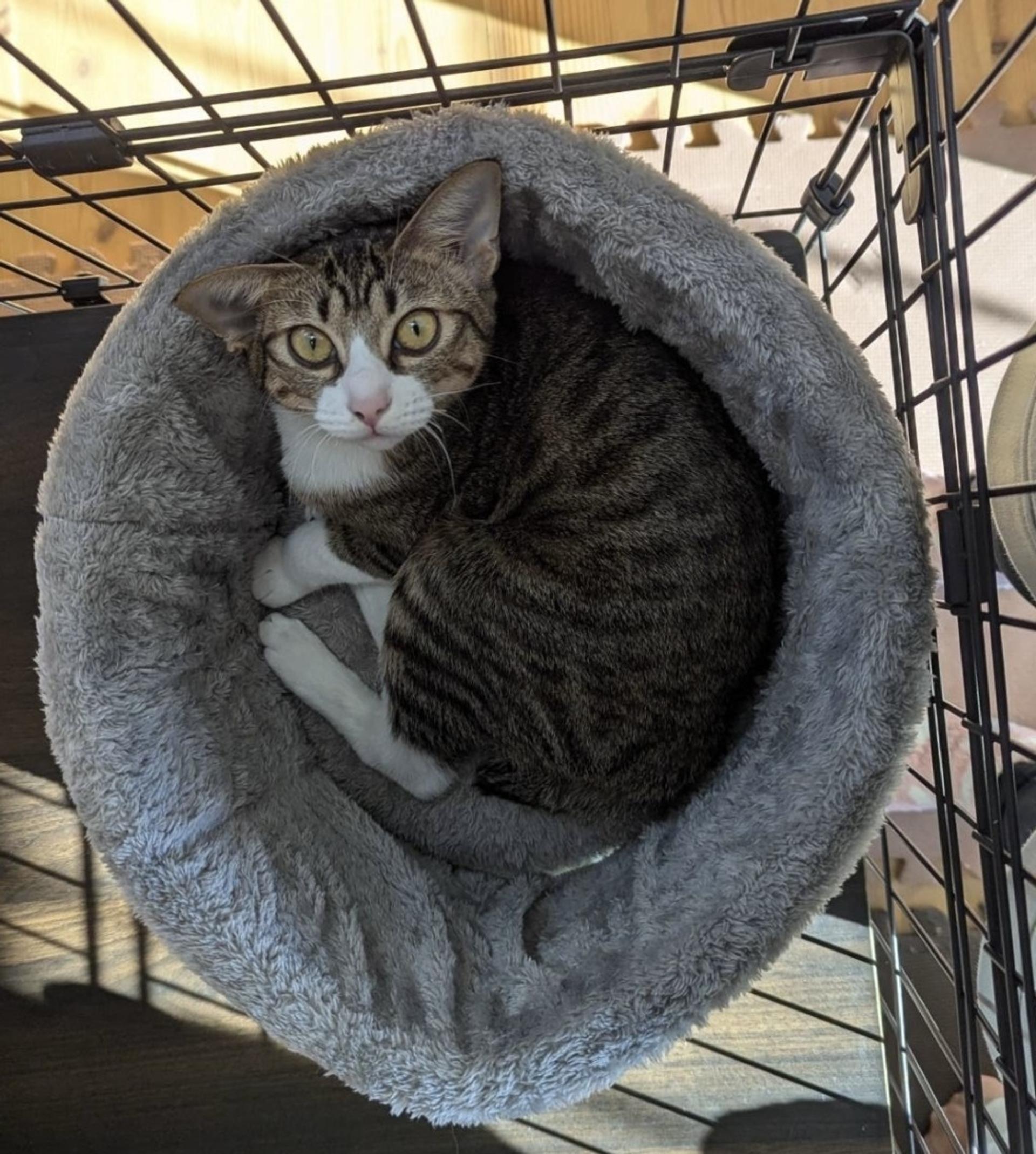 pet-image-3