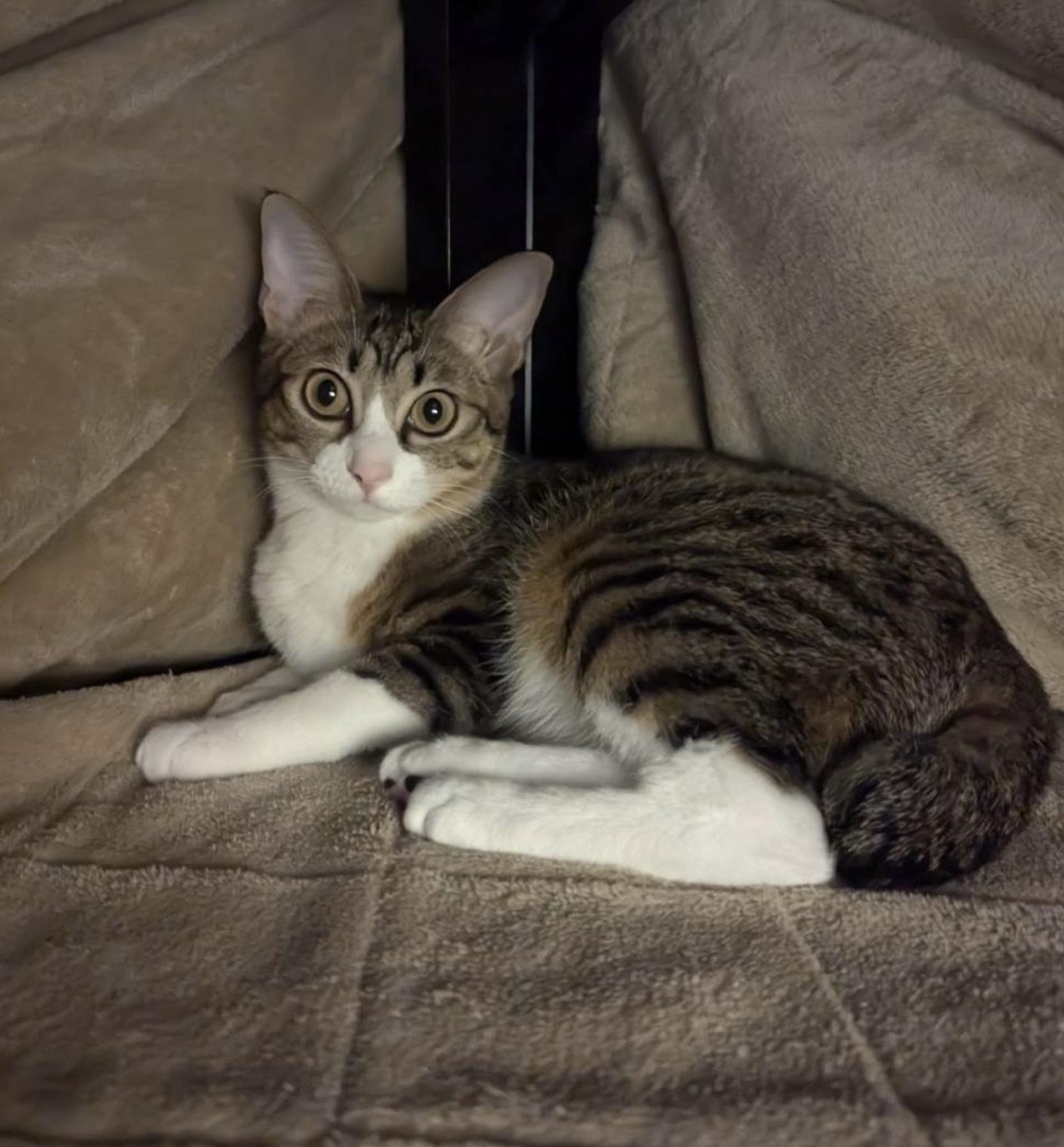 pet-image-4