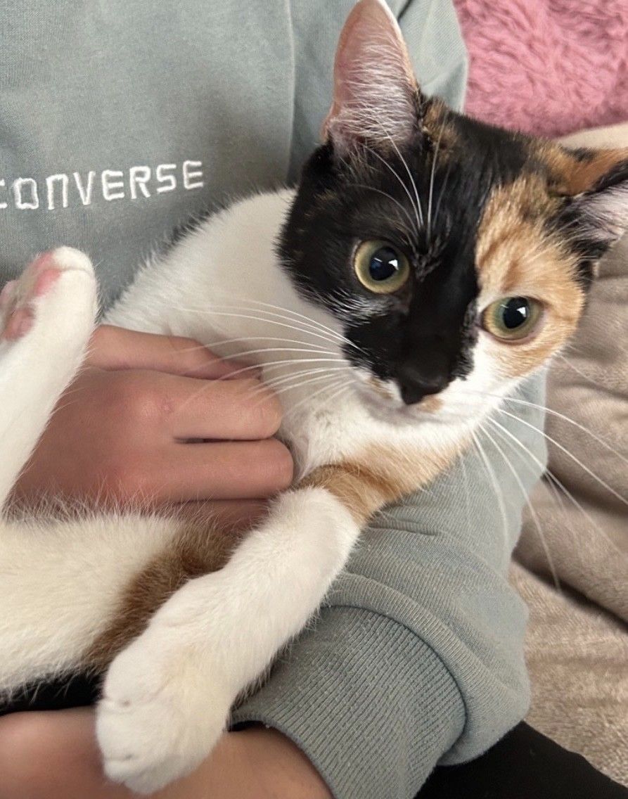 人が大好きな美人三毛猫！猫初心者さんにもおすすめ！ | 雑種