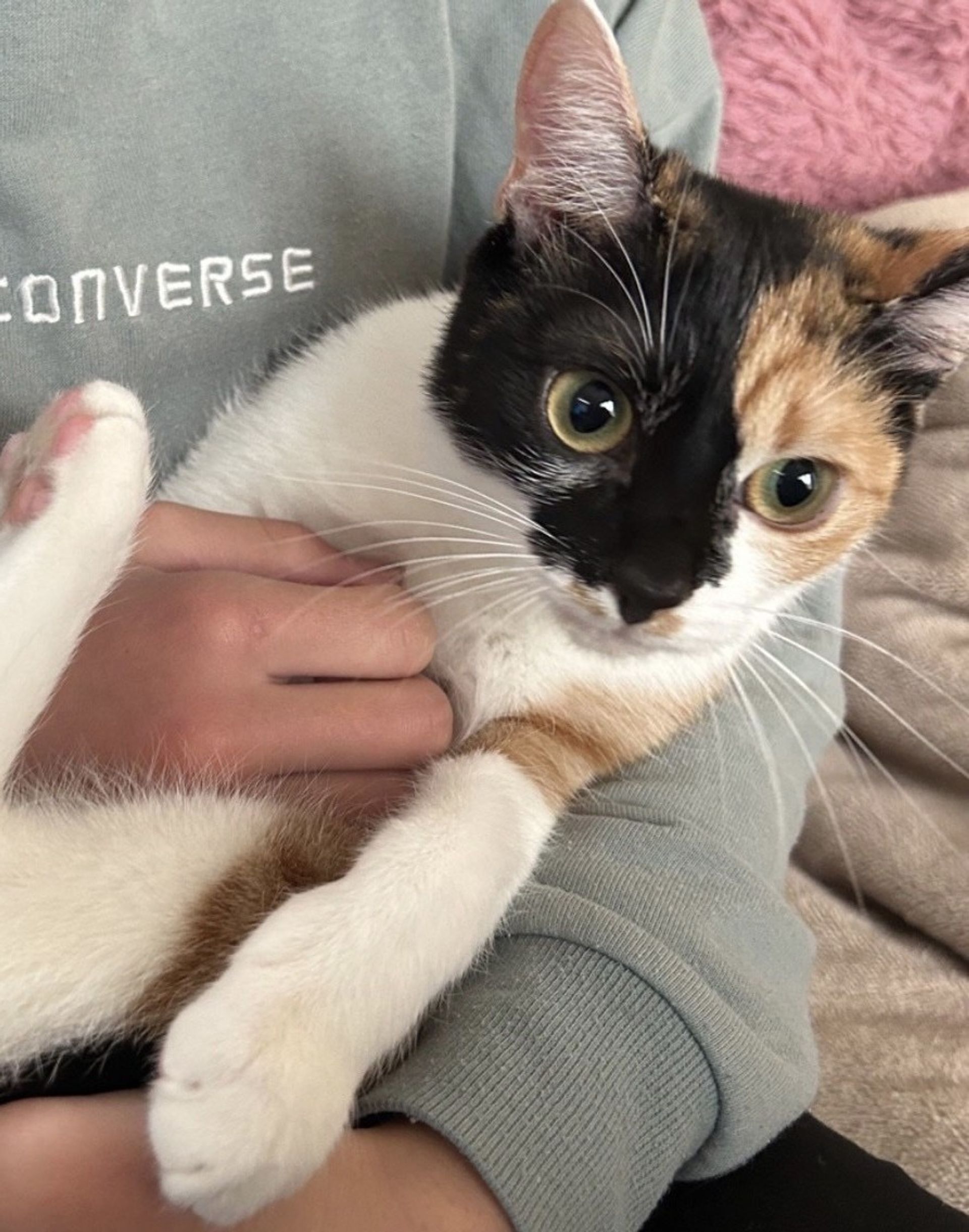 雑種（ミックス猫）・メスの里親募集の写真