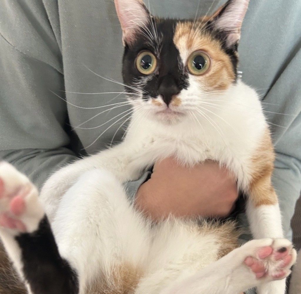 人が大好きな美人三毛猫！猫初心者さんにもおすすめ！ | 雑種