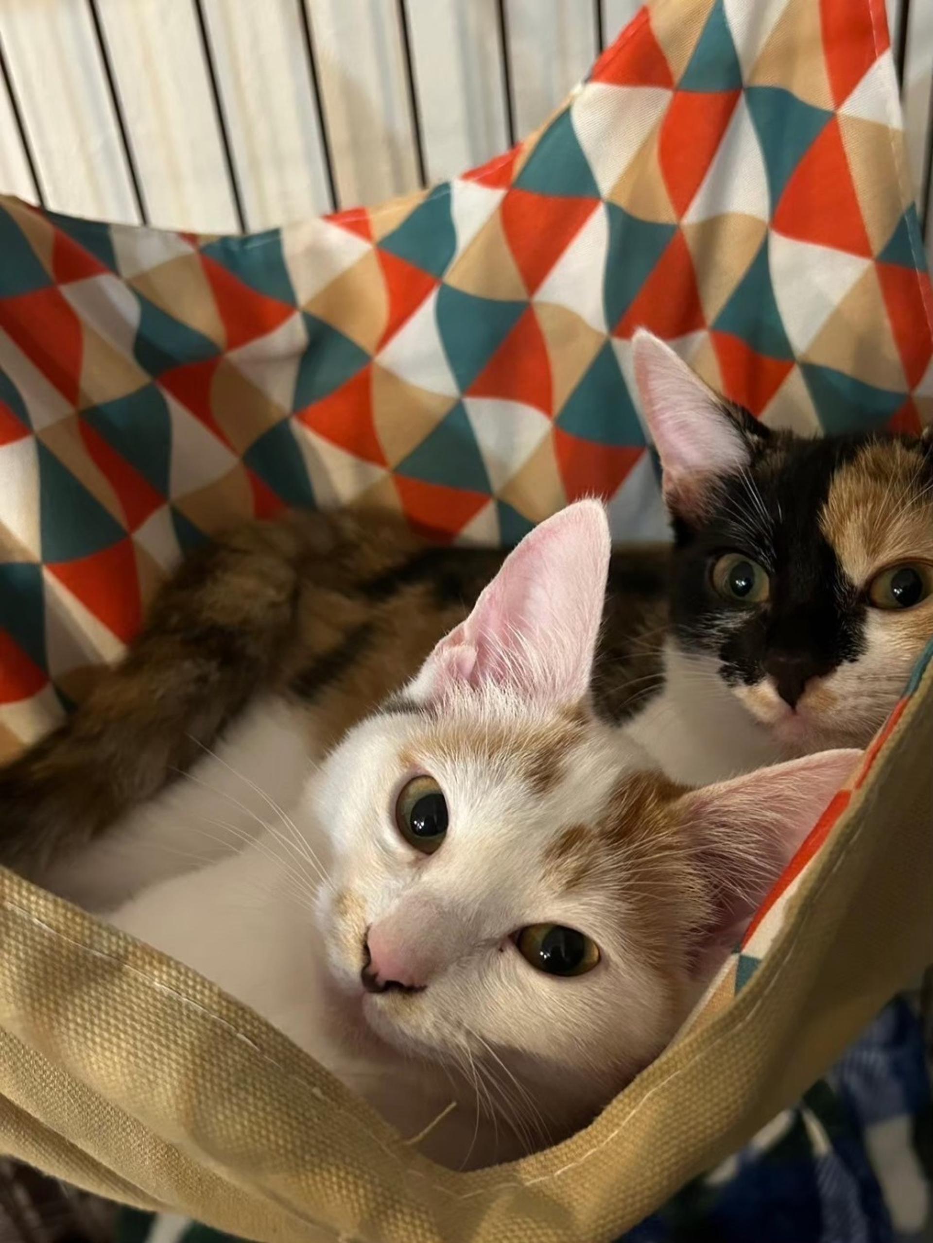 pet-image-4