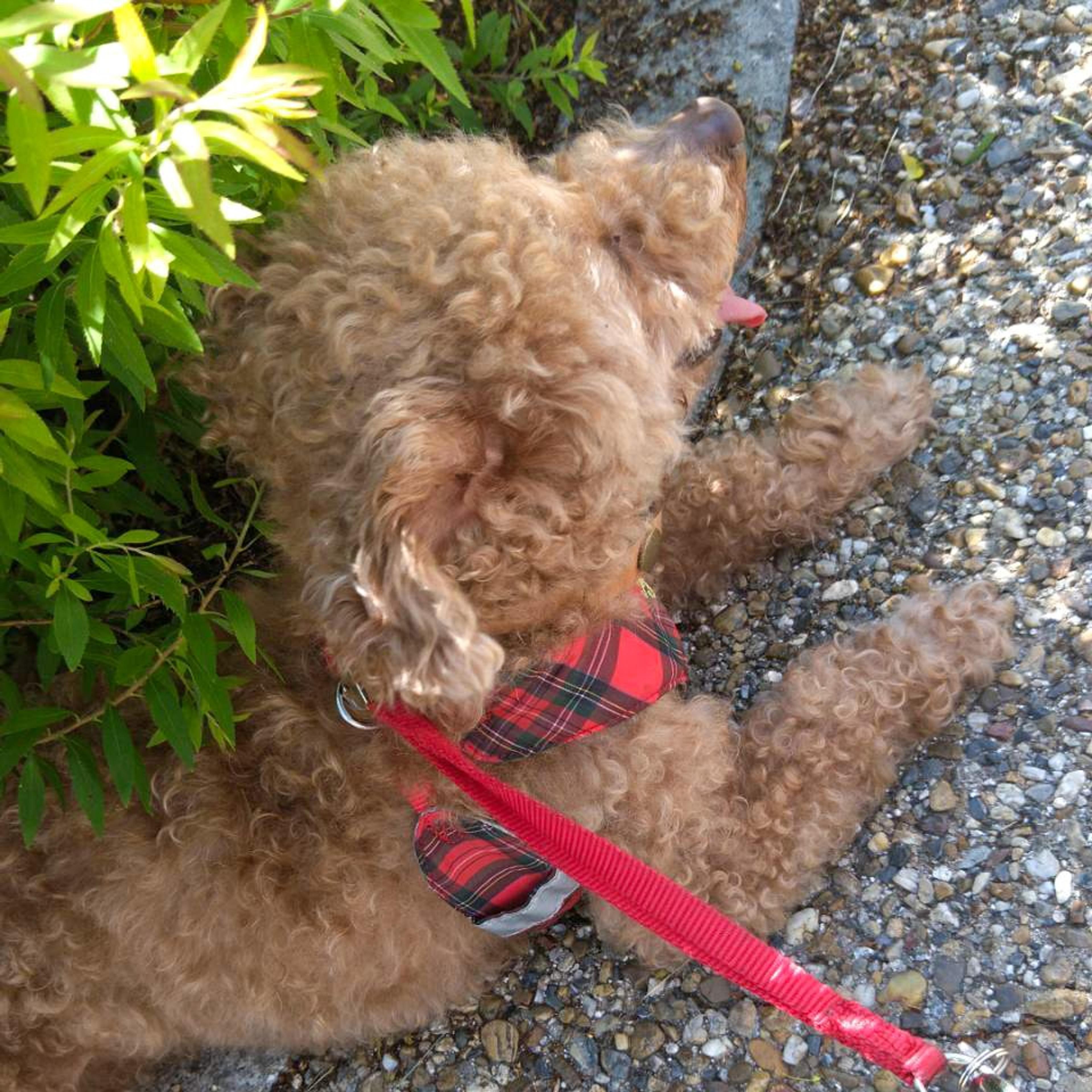 pet-image-3