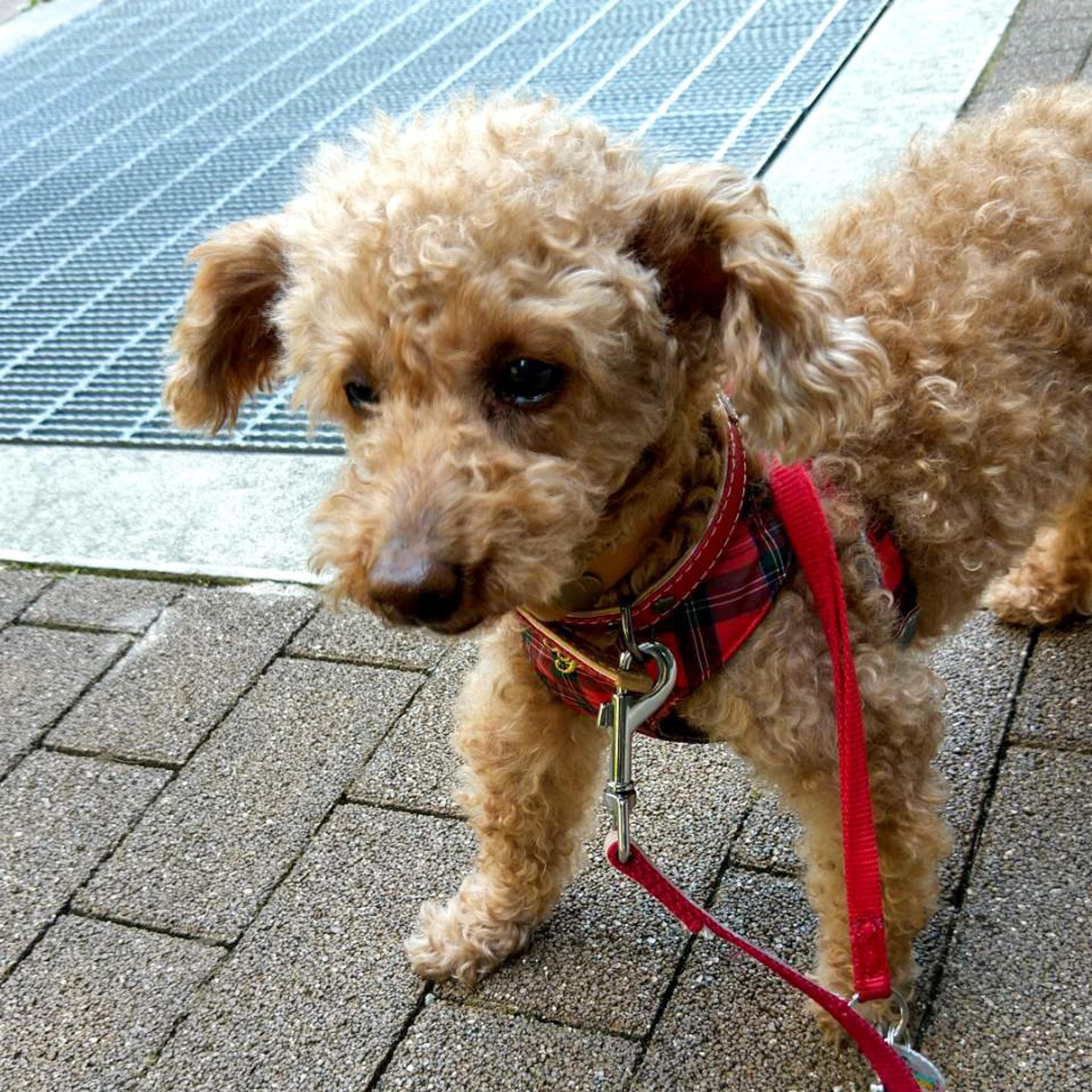 pet-image-9