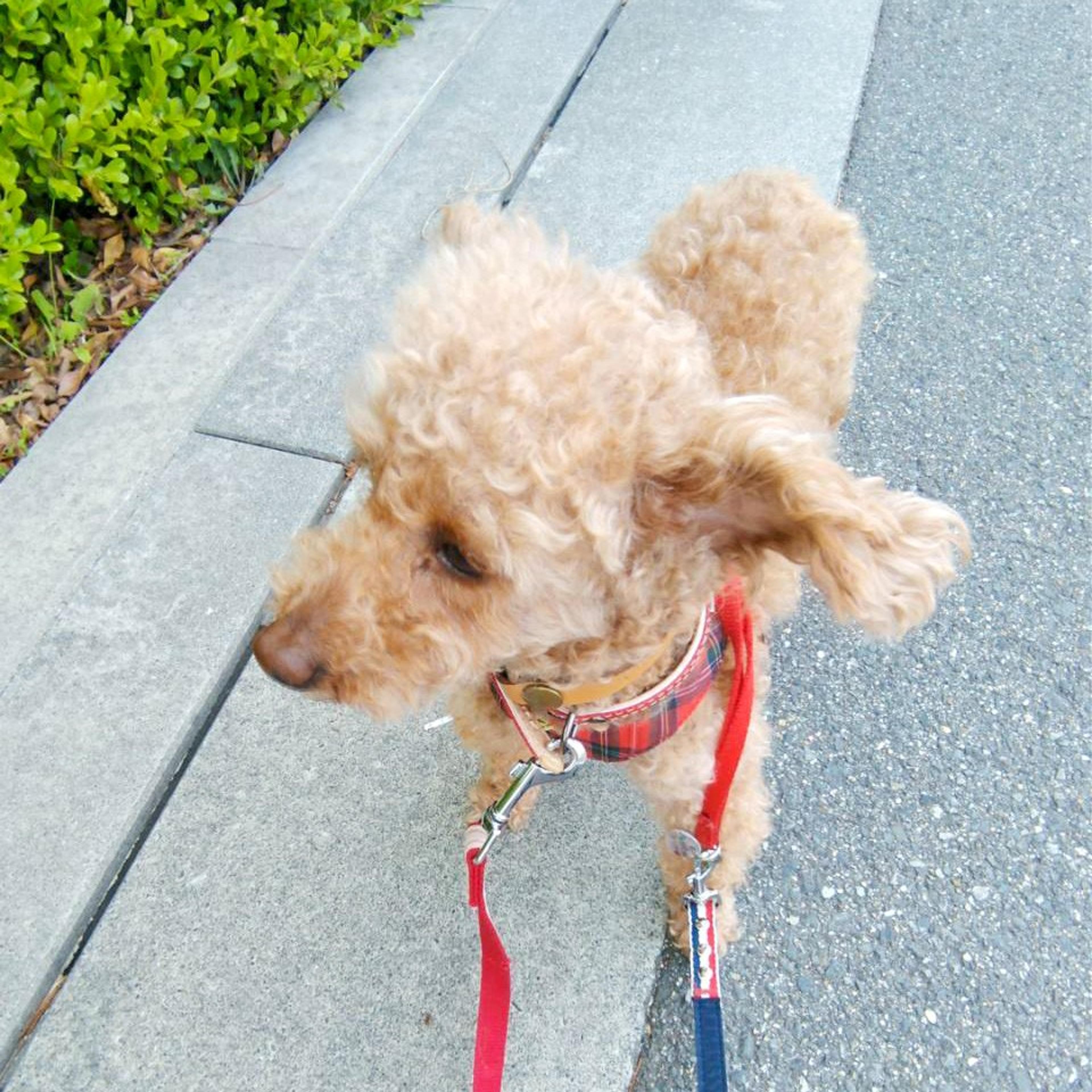 pet-image-10