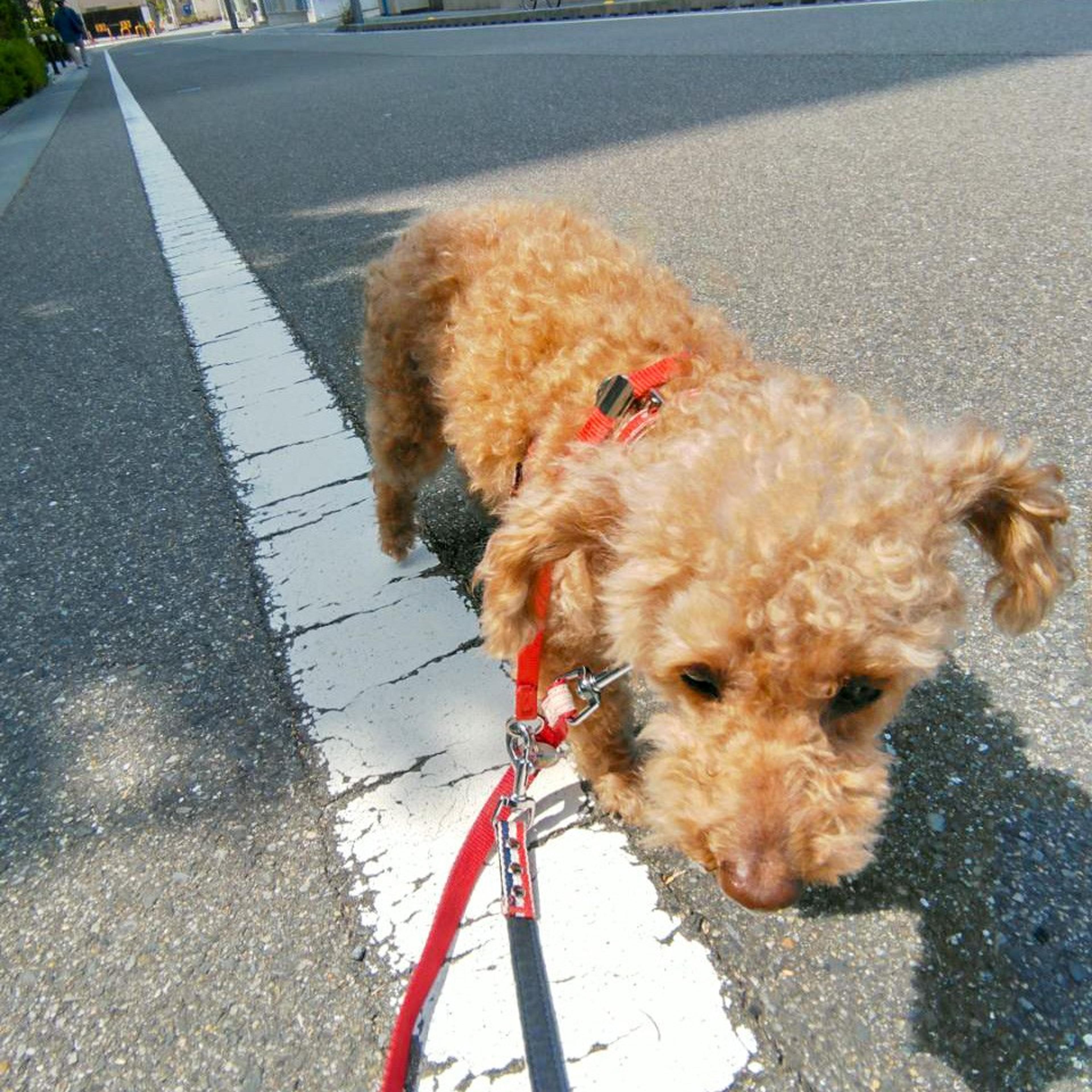 pet-image-5