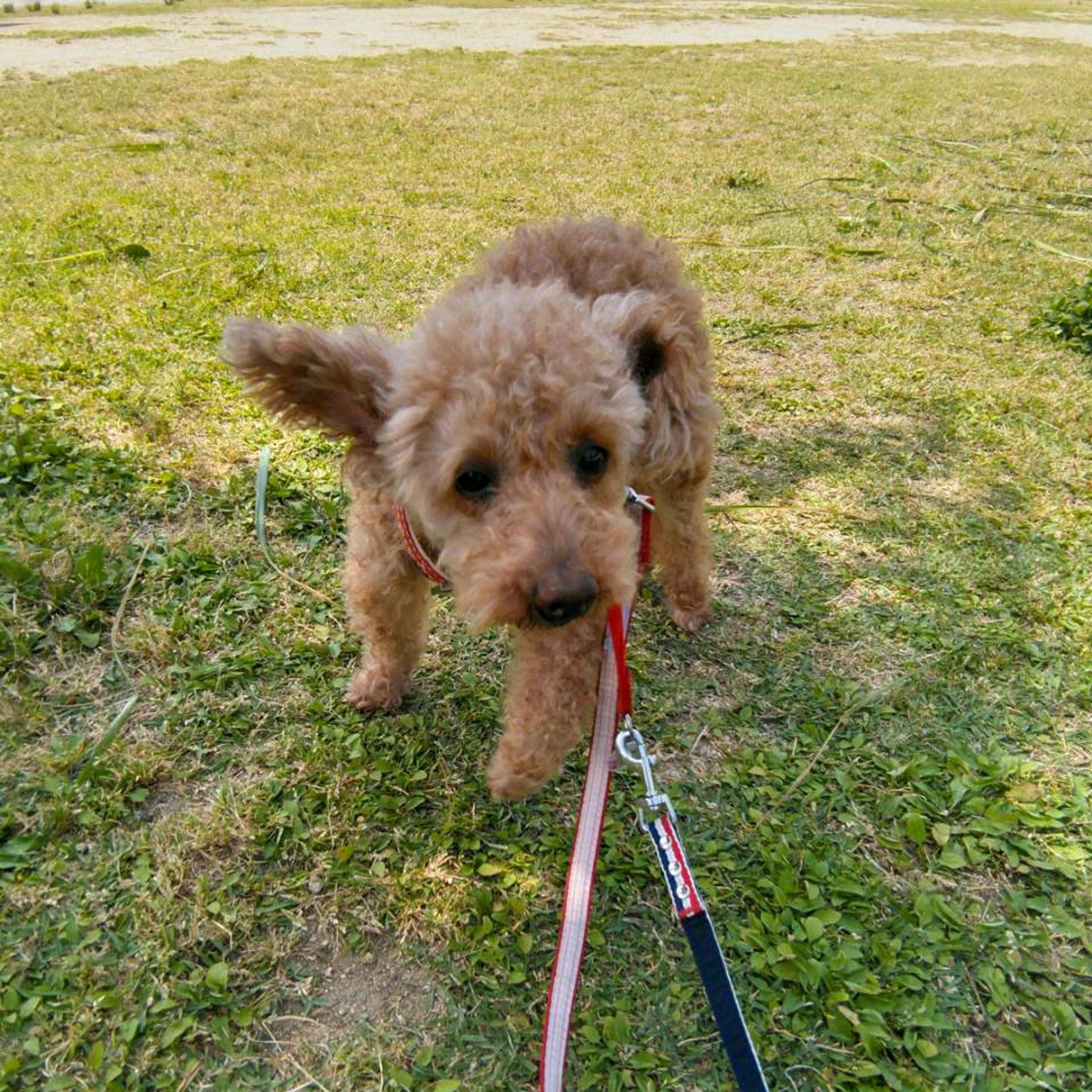 pet-image-6
