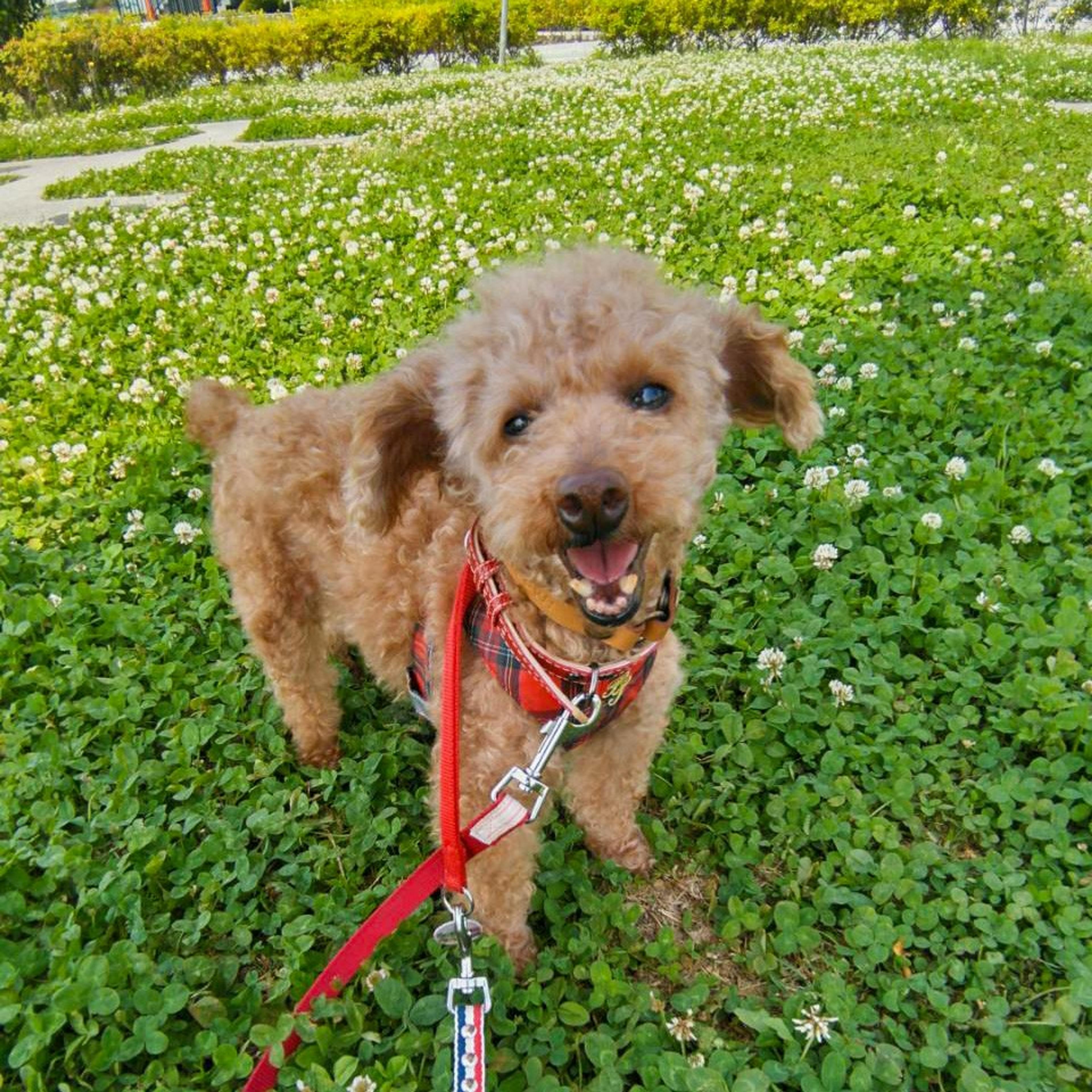 pet-image-7