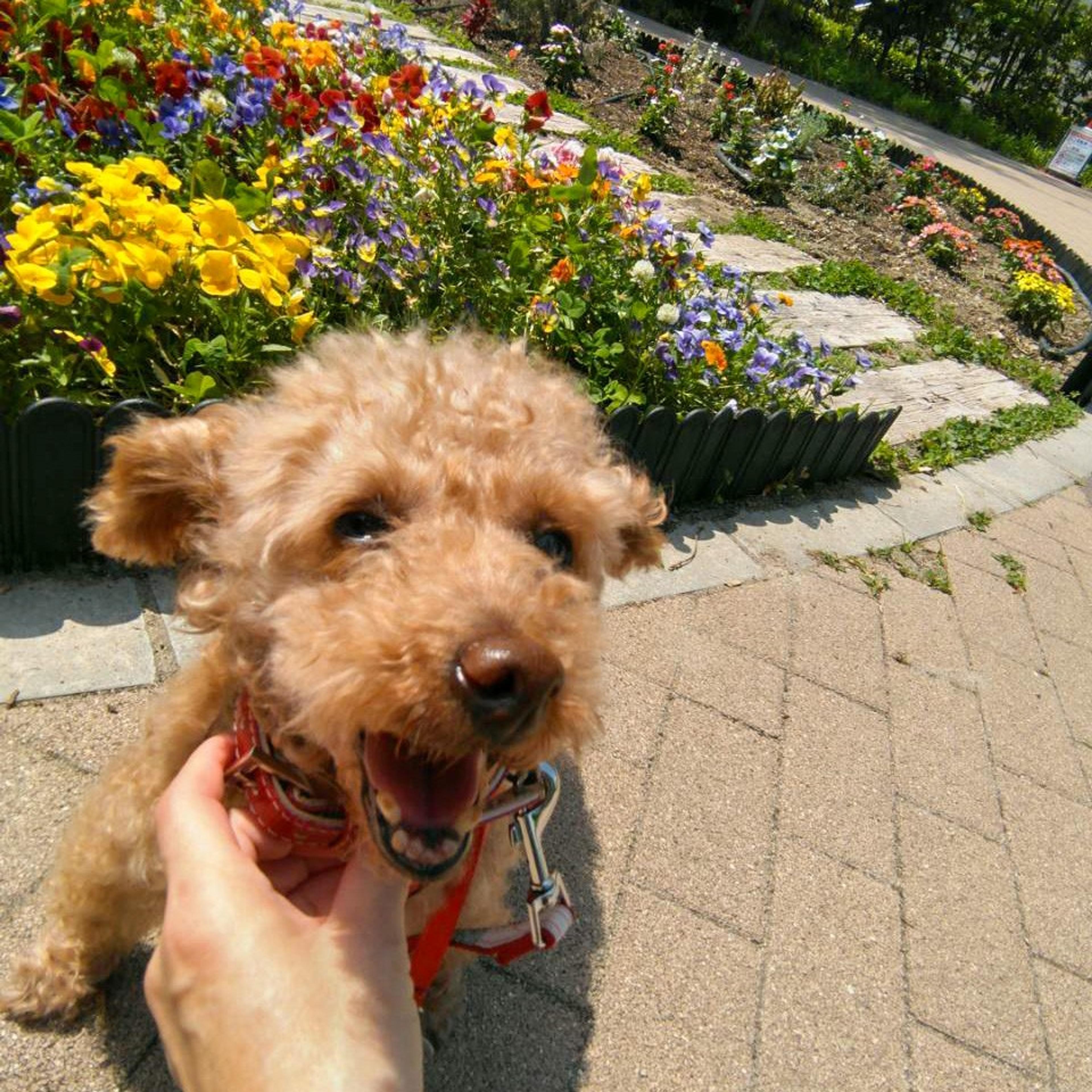 pet-image-8