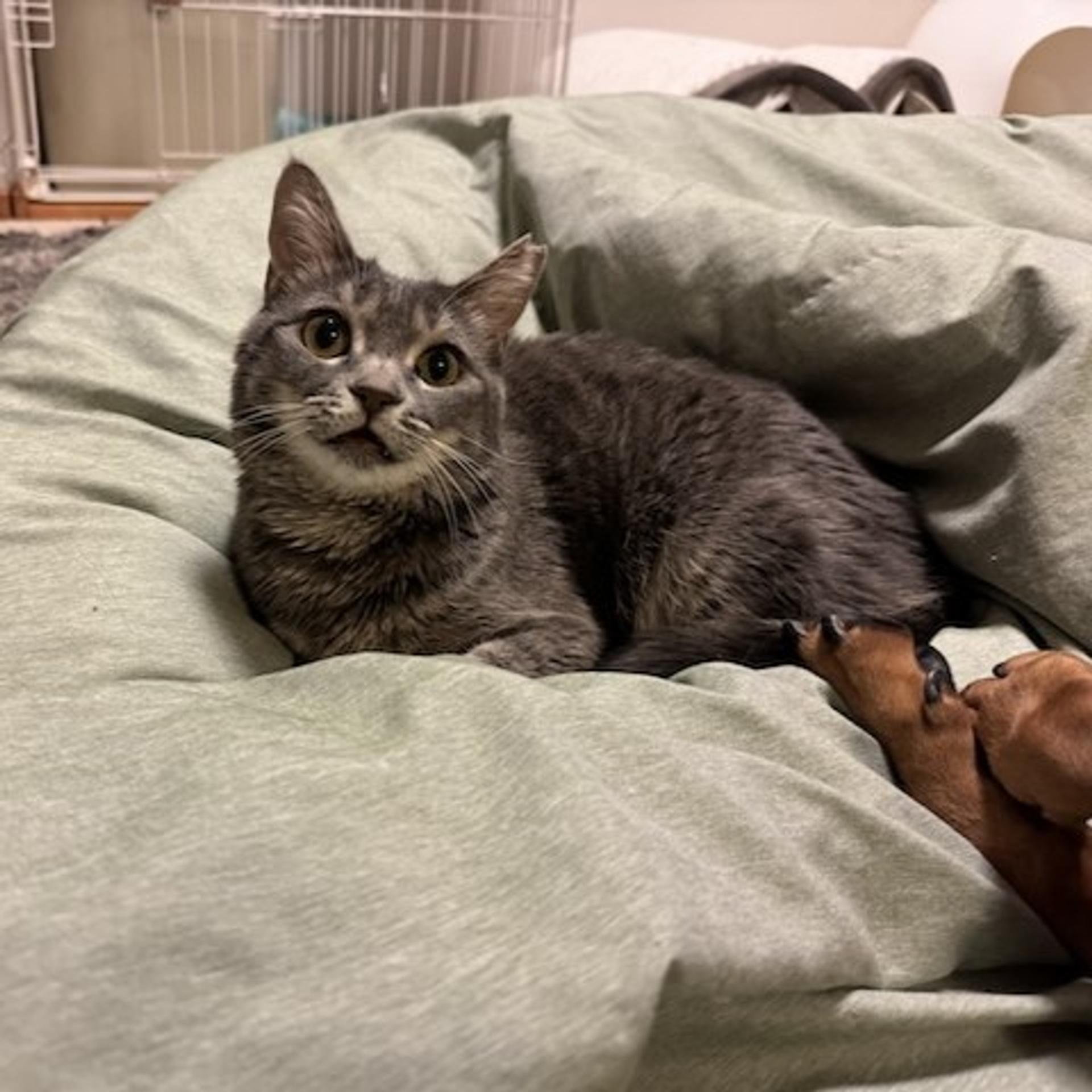 pet-image-2