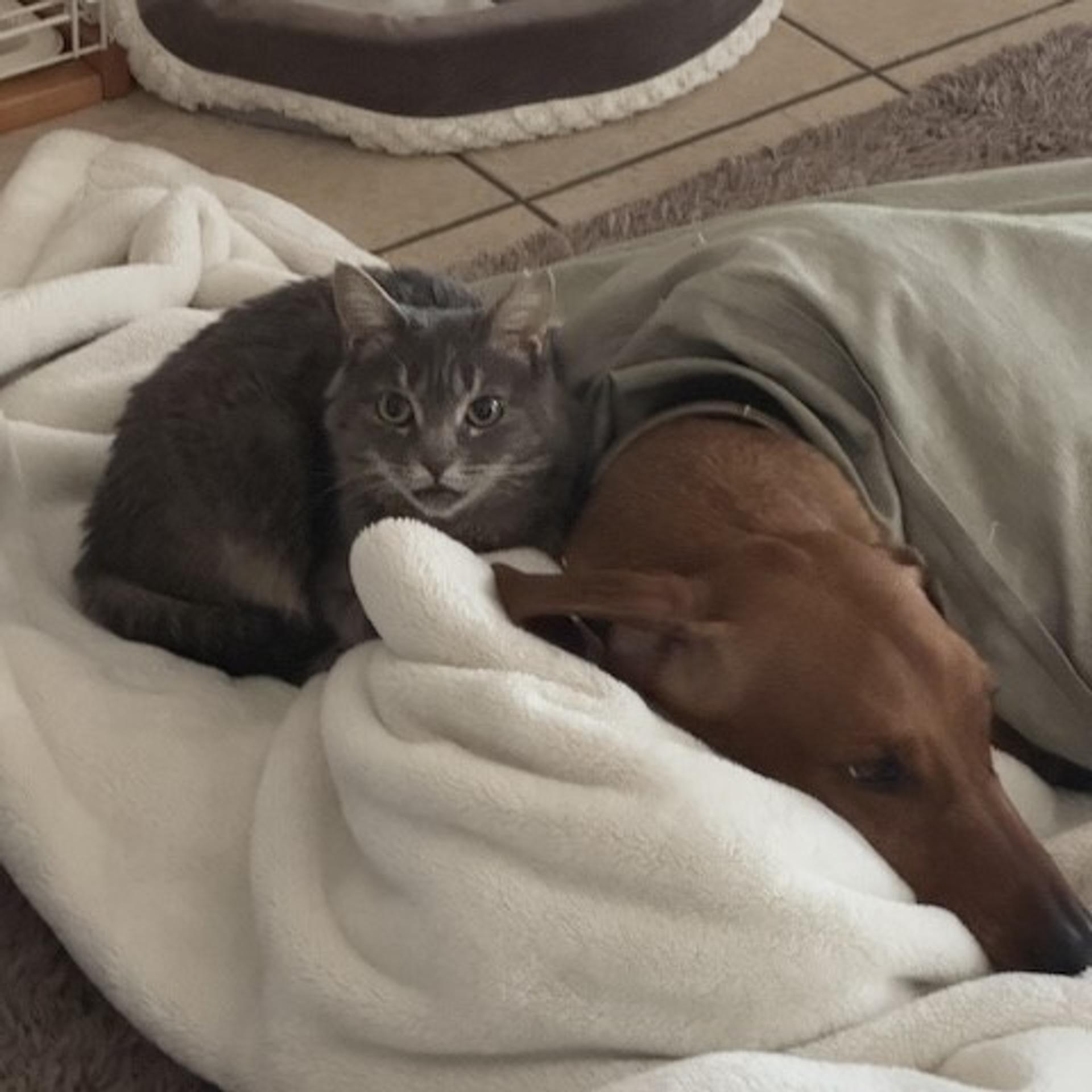 pet-image-4