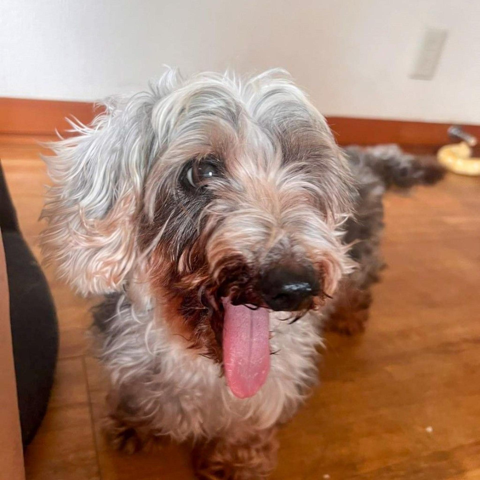 pet-image-2