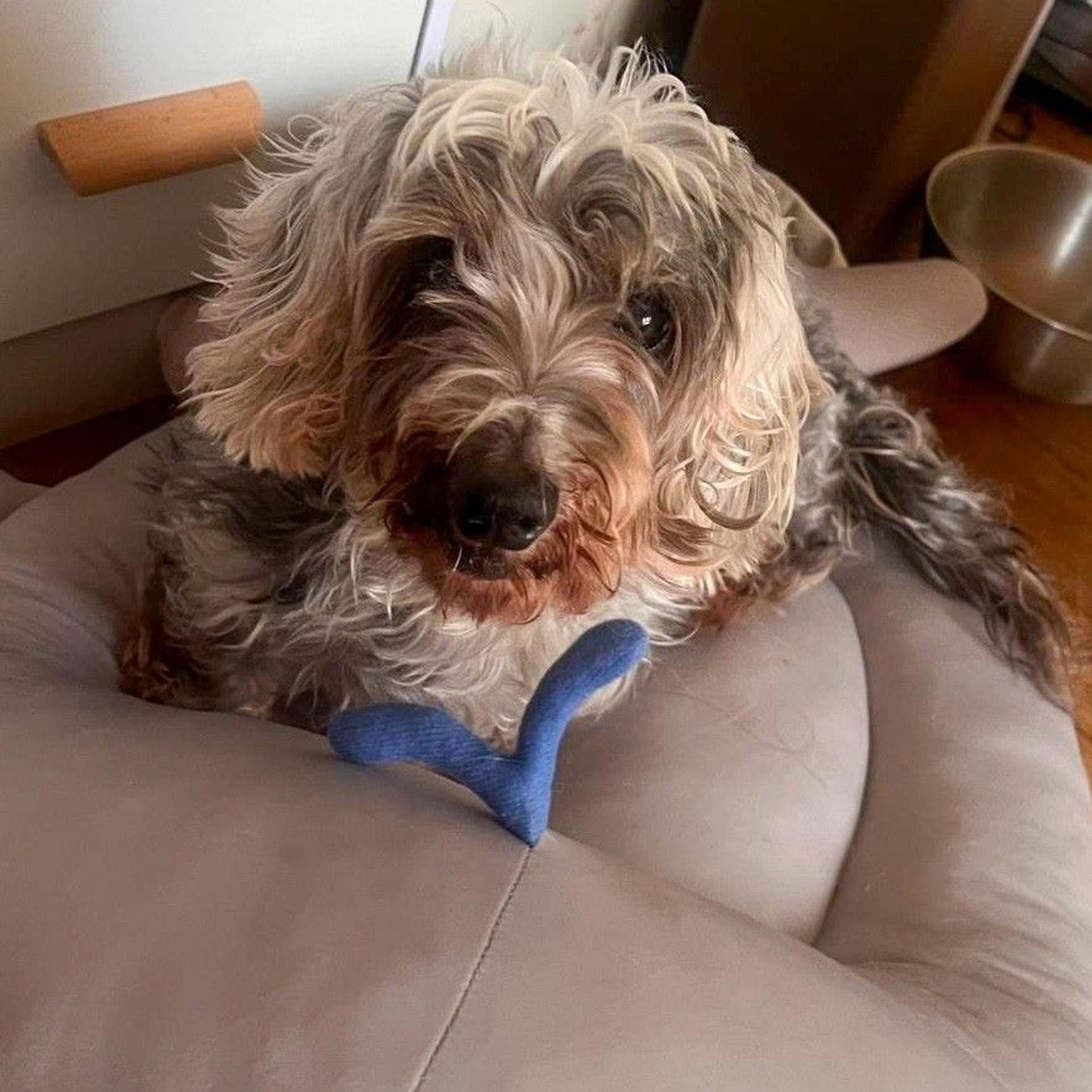 pet-image-8