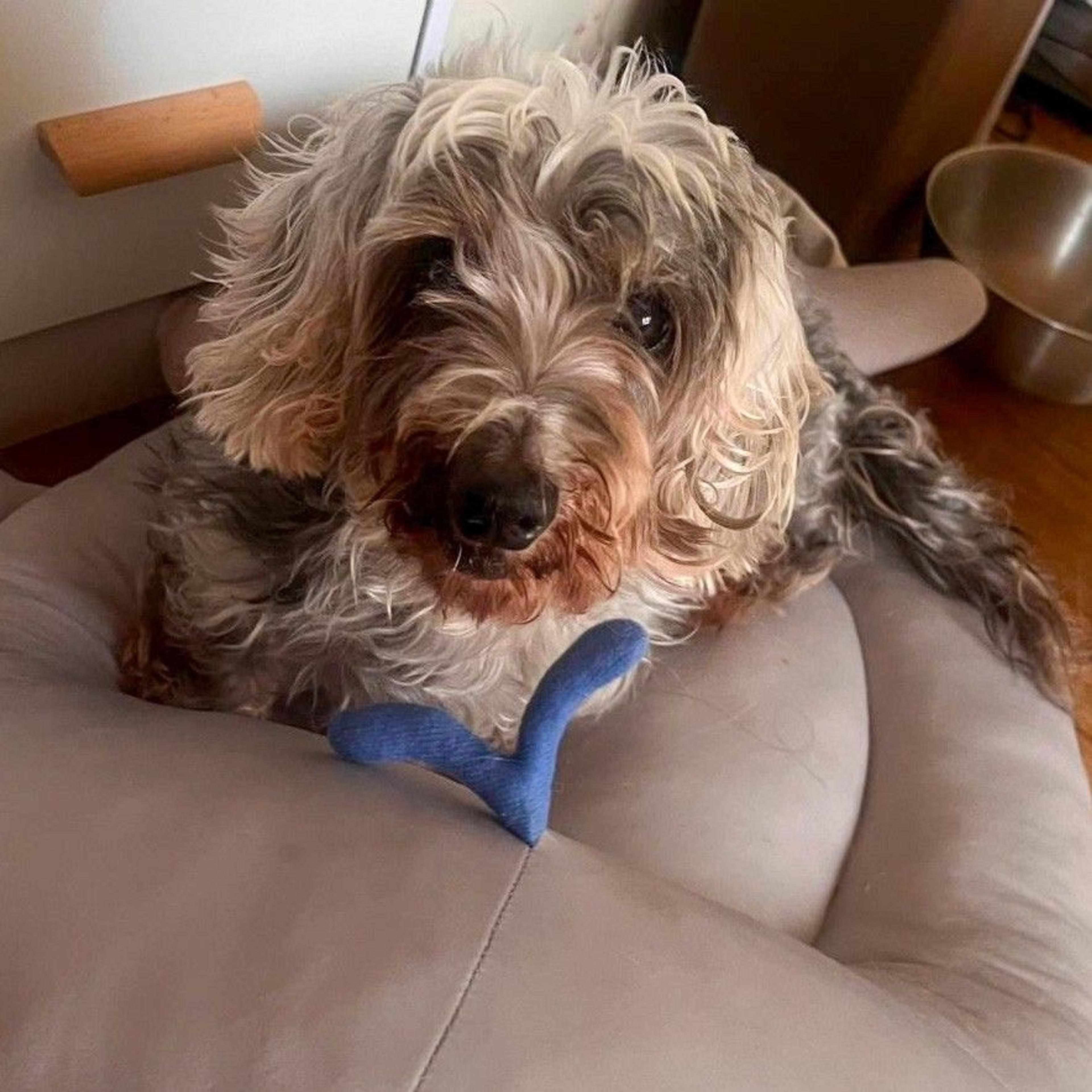 pet-image-8