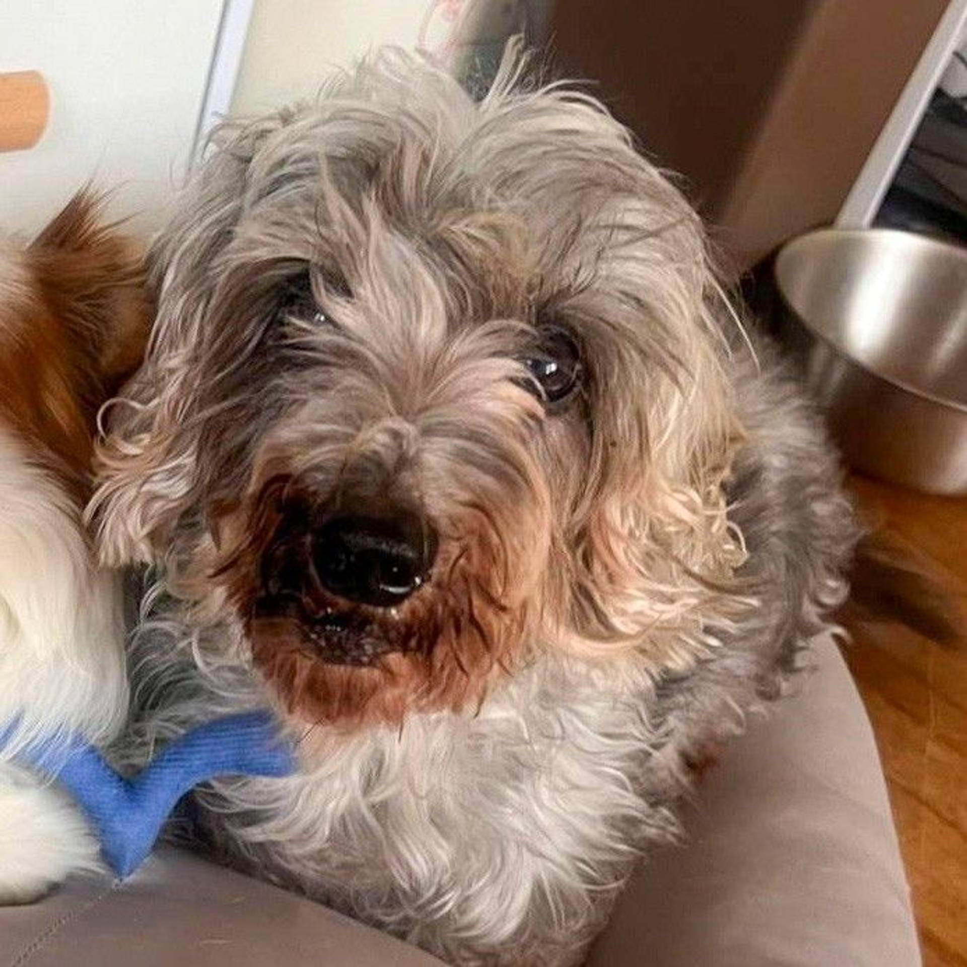 雑種（ミックス犬）・オスの里親募集の写真