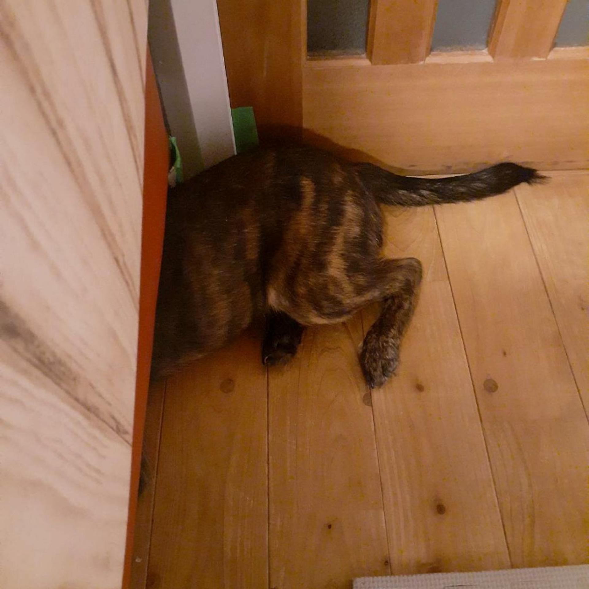pet-image-3