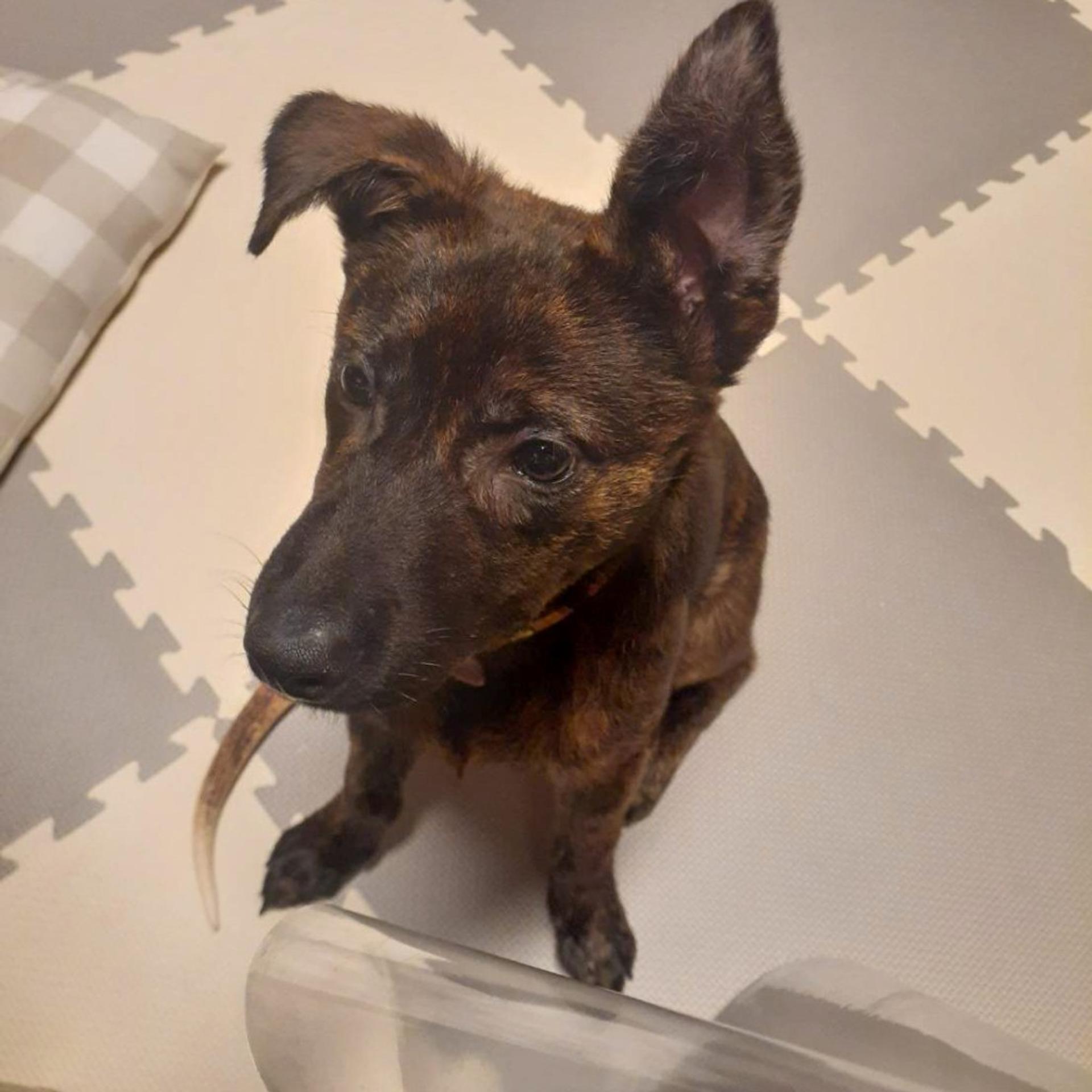 pet-image-5