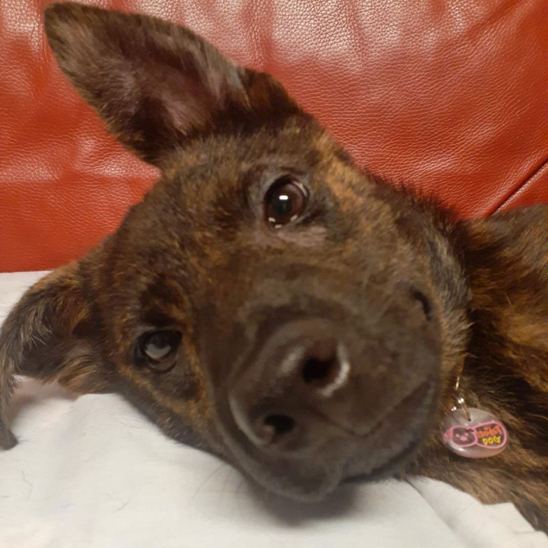 雑種（ミックス犬）・オスの里親募集の写真