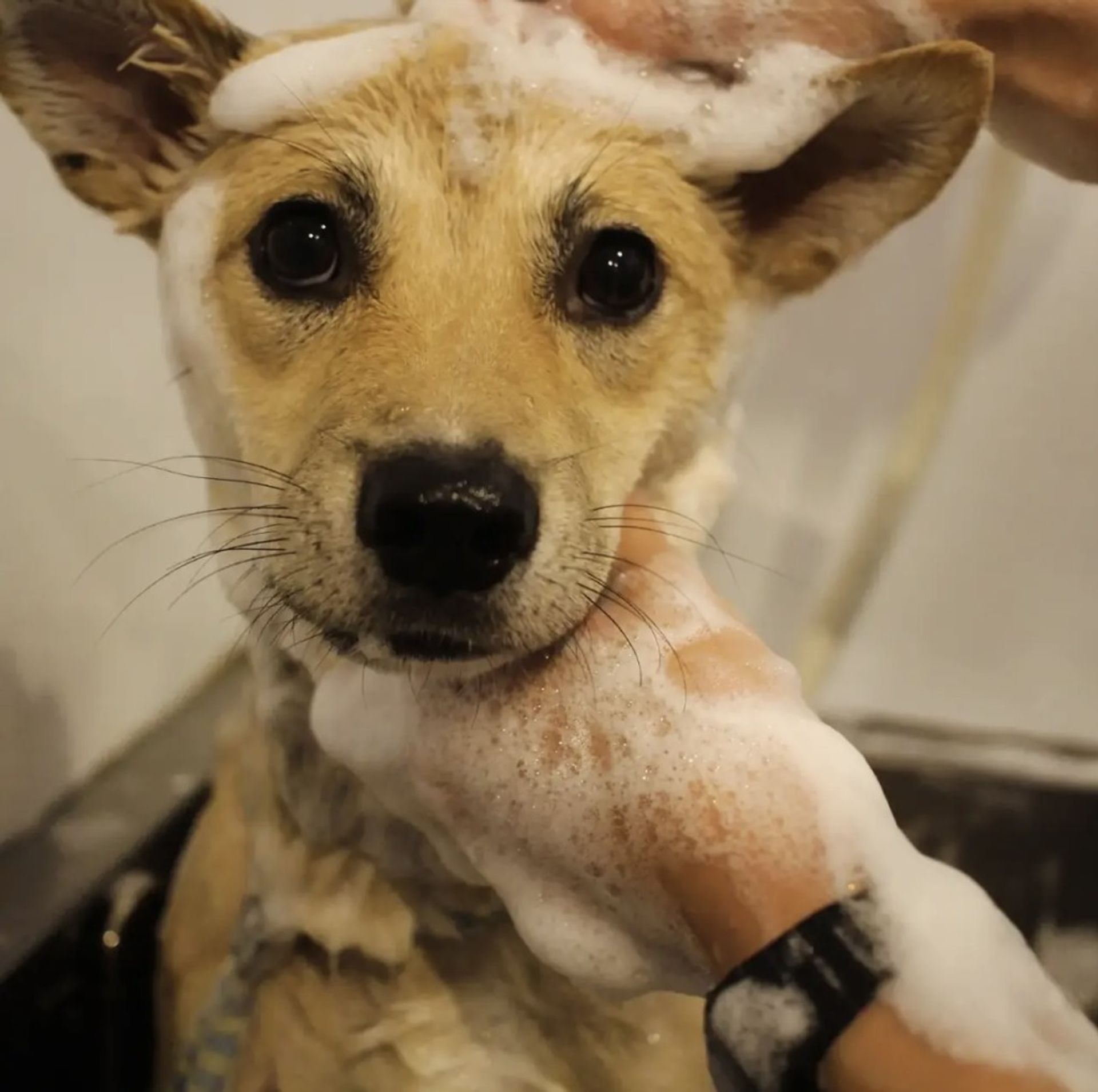 雑種（ミックス犬）・メスの里親募集の写真