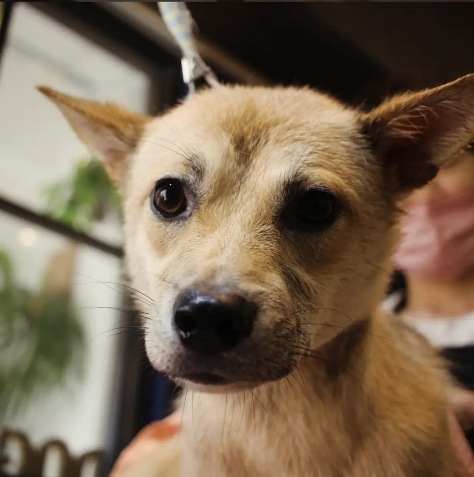 pet-image-2
