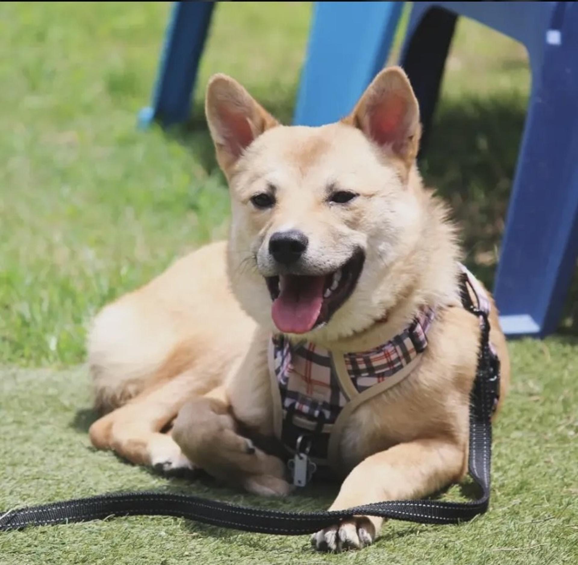 pet-image-5