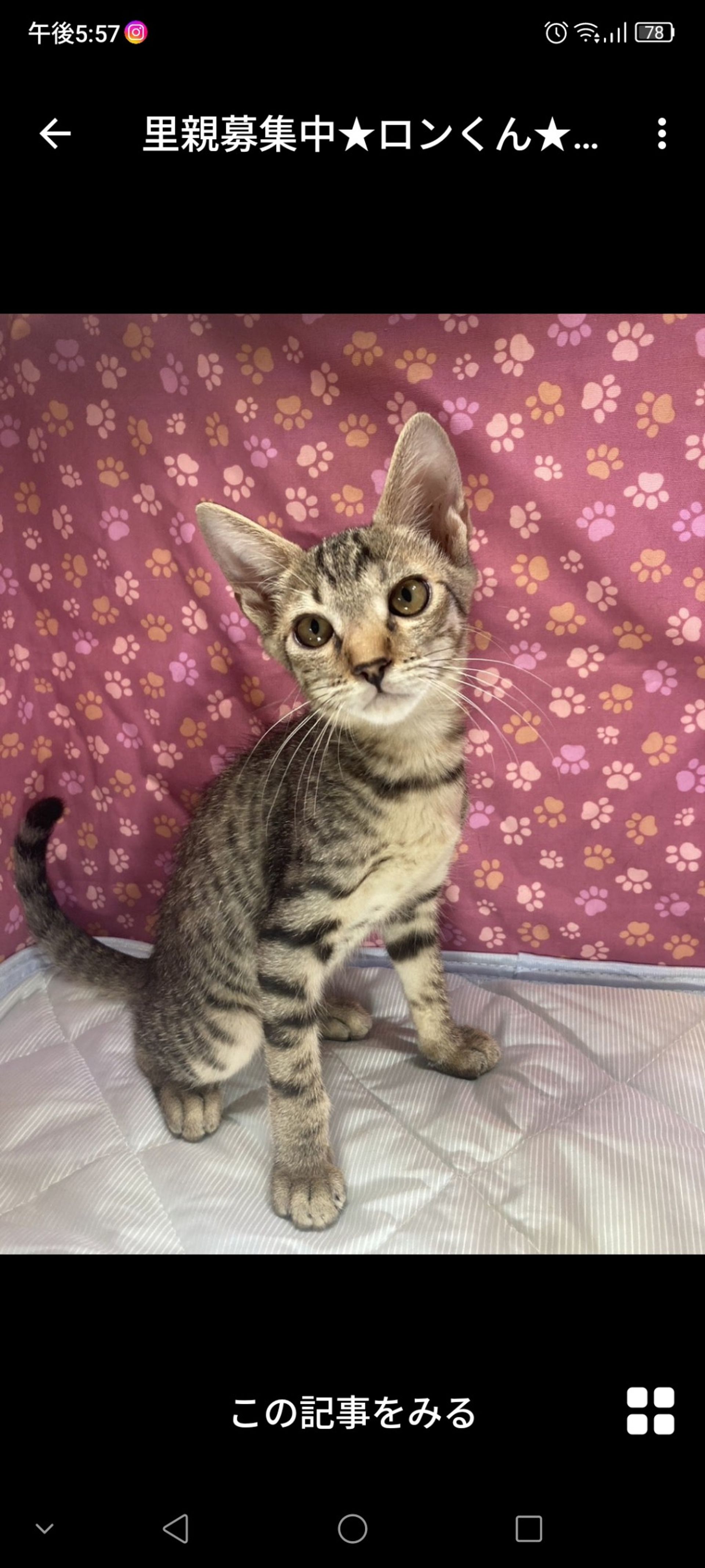 雑種（ミックス猫）・オスの里親募集の写真