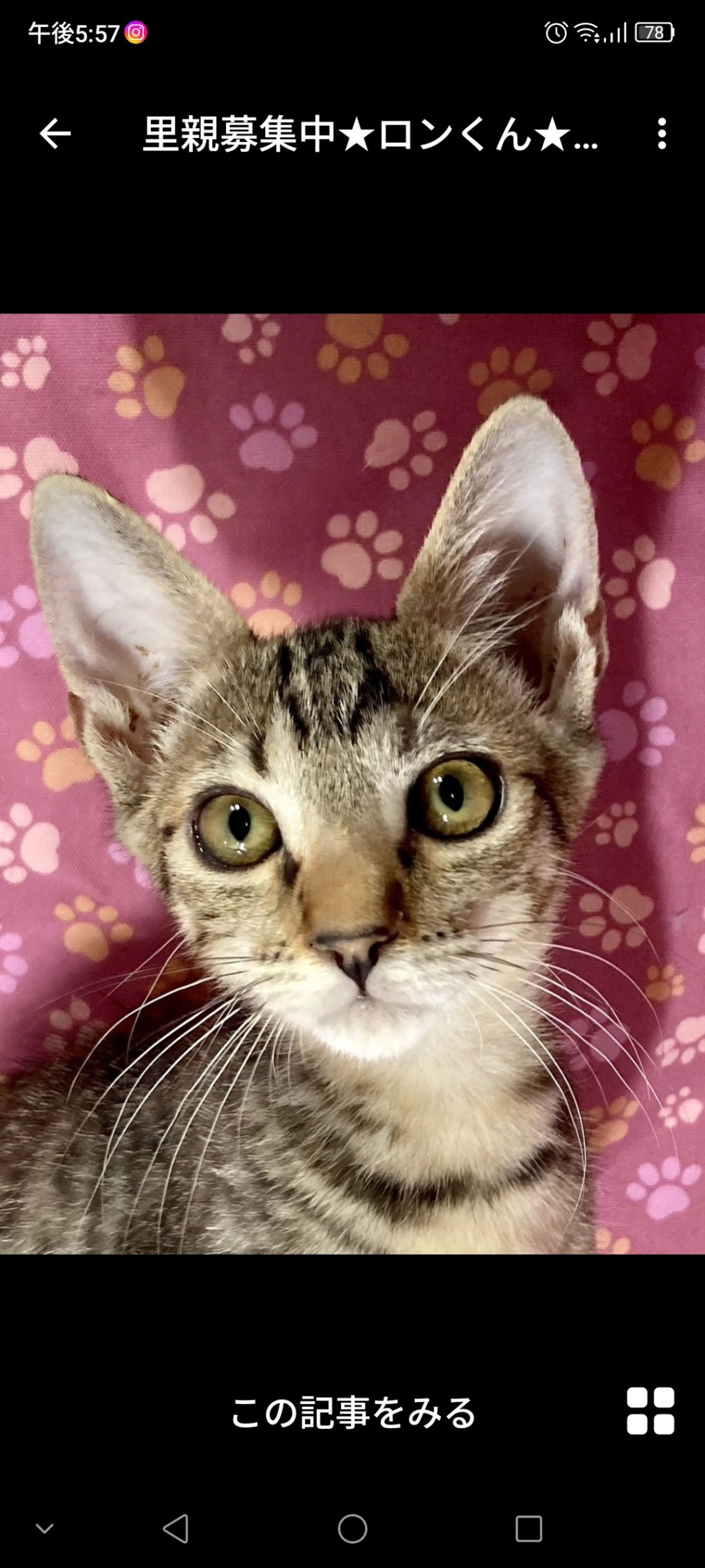 雑種（ミックス猫）・オスの里親募集の写真