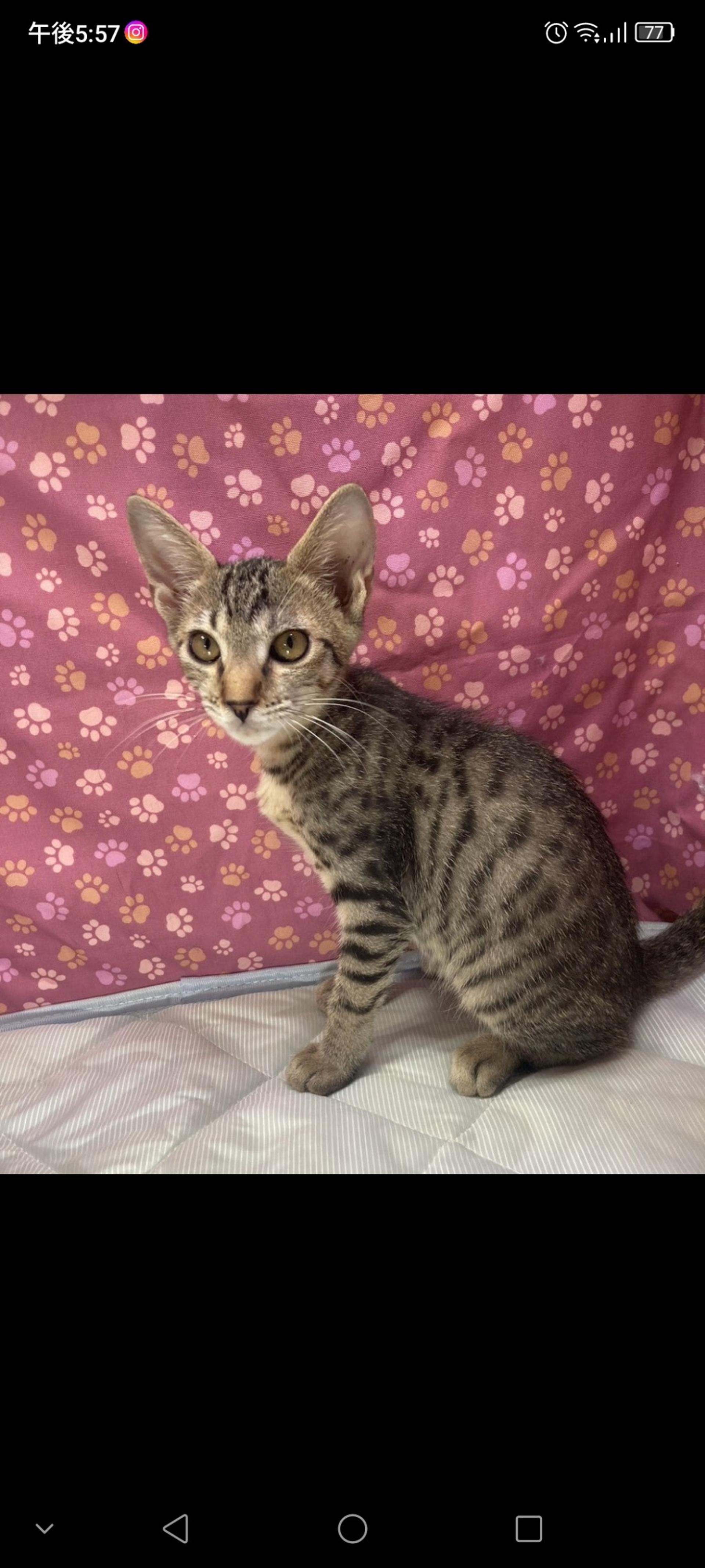 pet-image-3