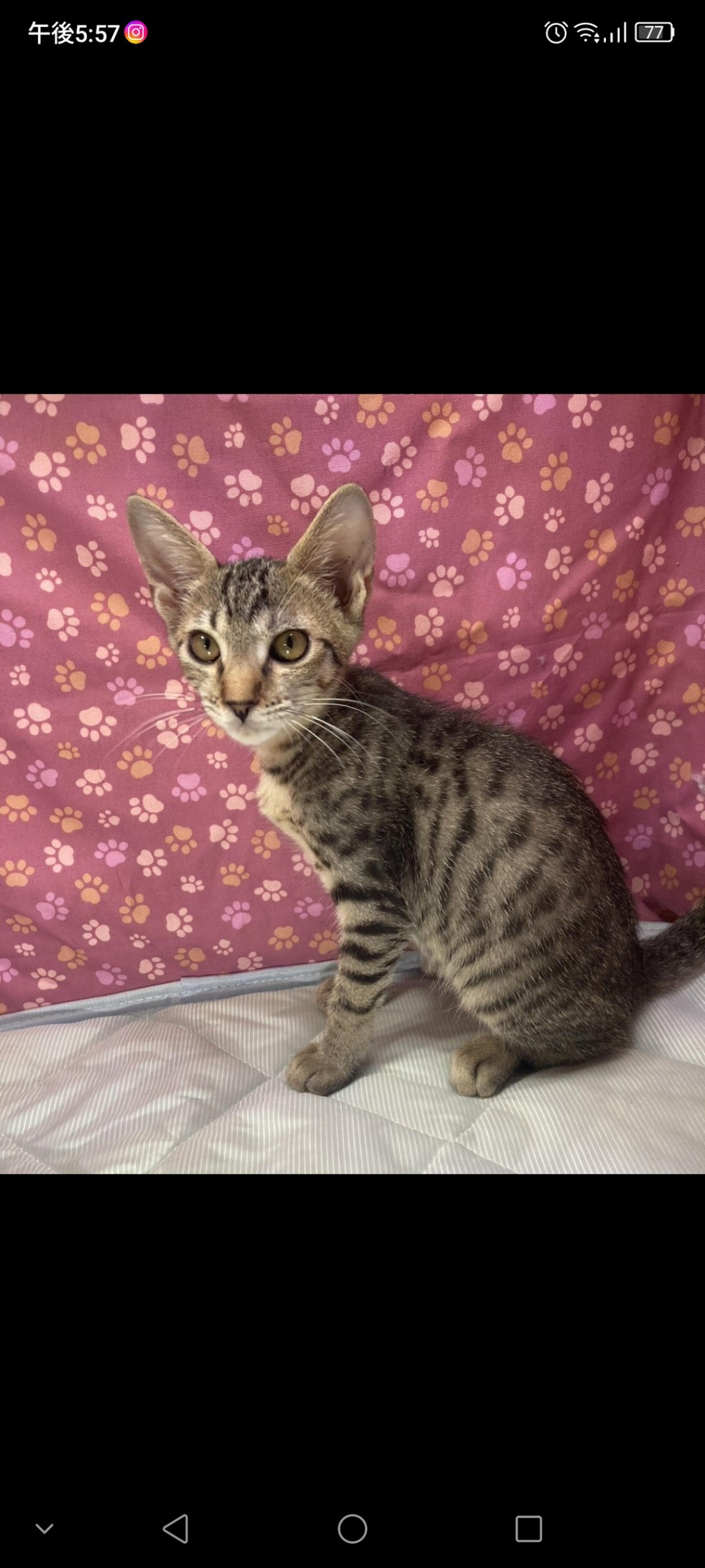 pet-image-3