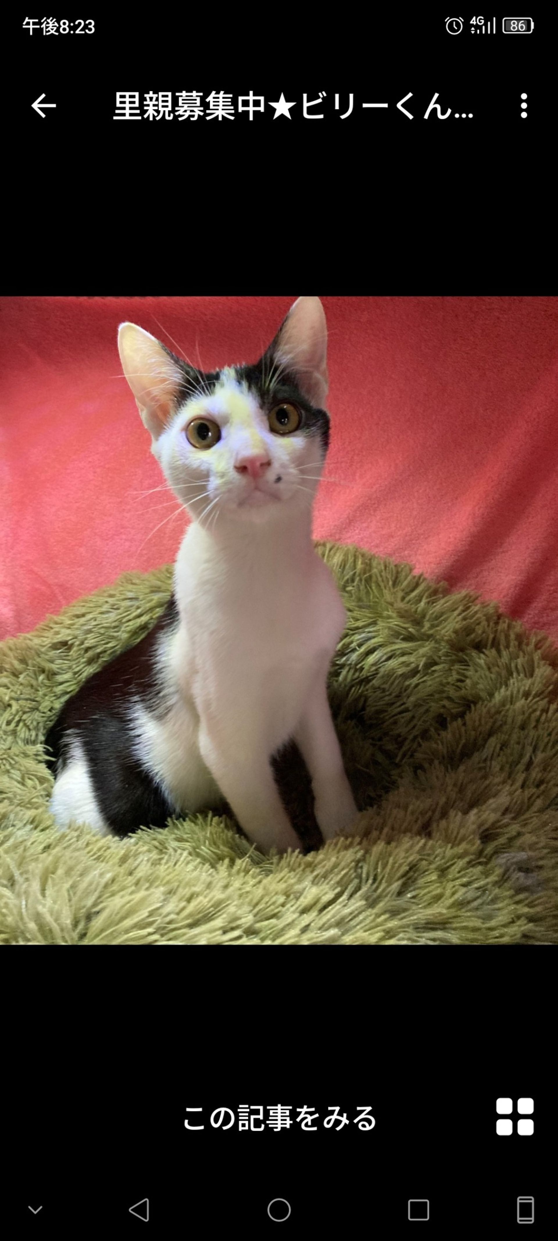 雑種（ミックス猫）・オスの里親募集の写真